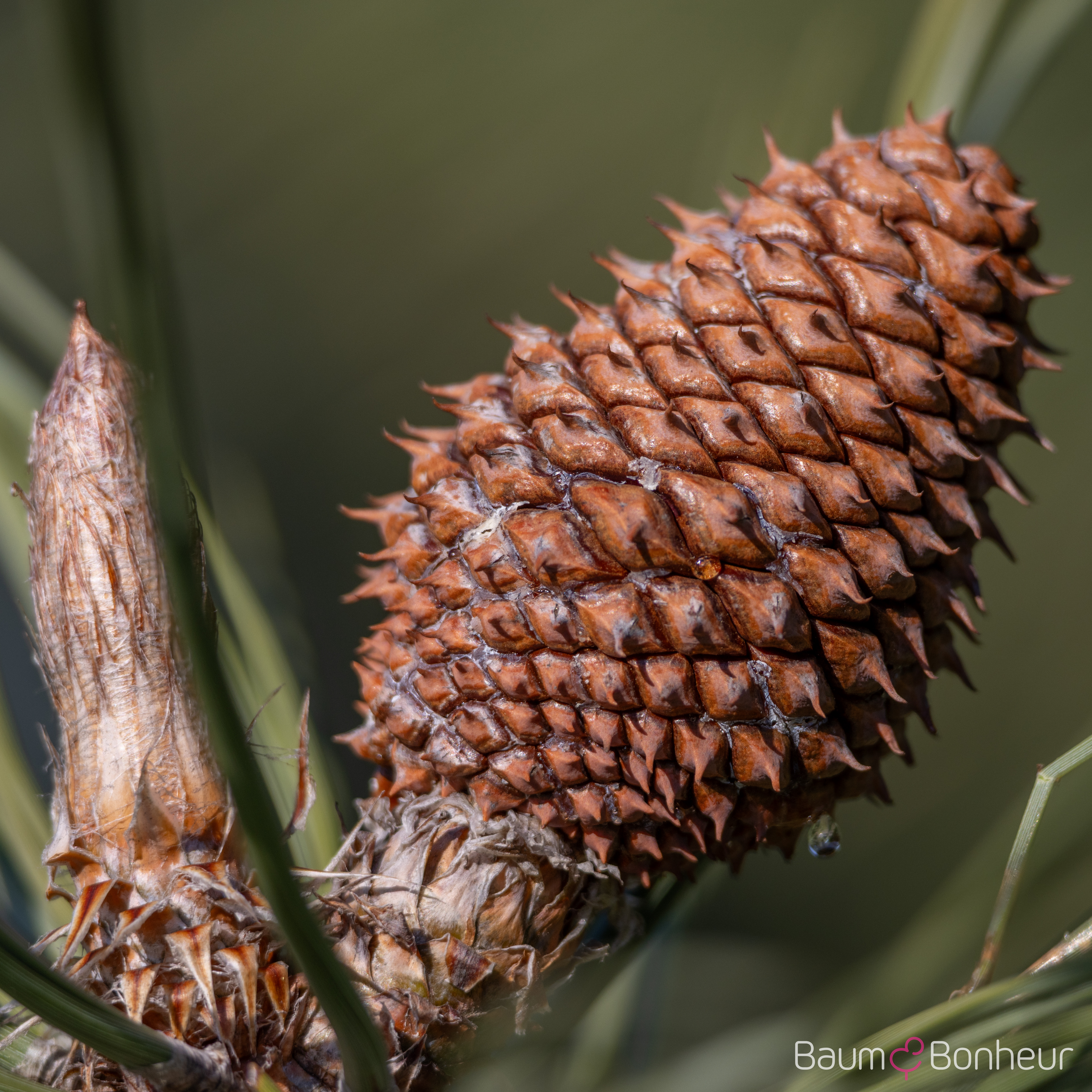 Pinus ponderosa