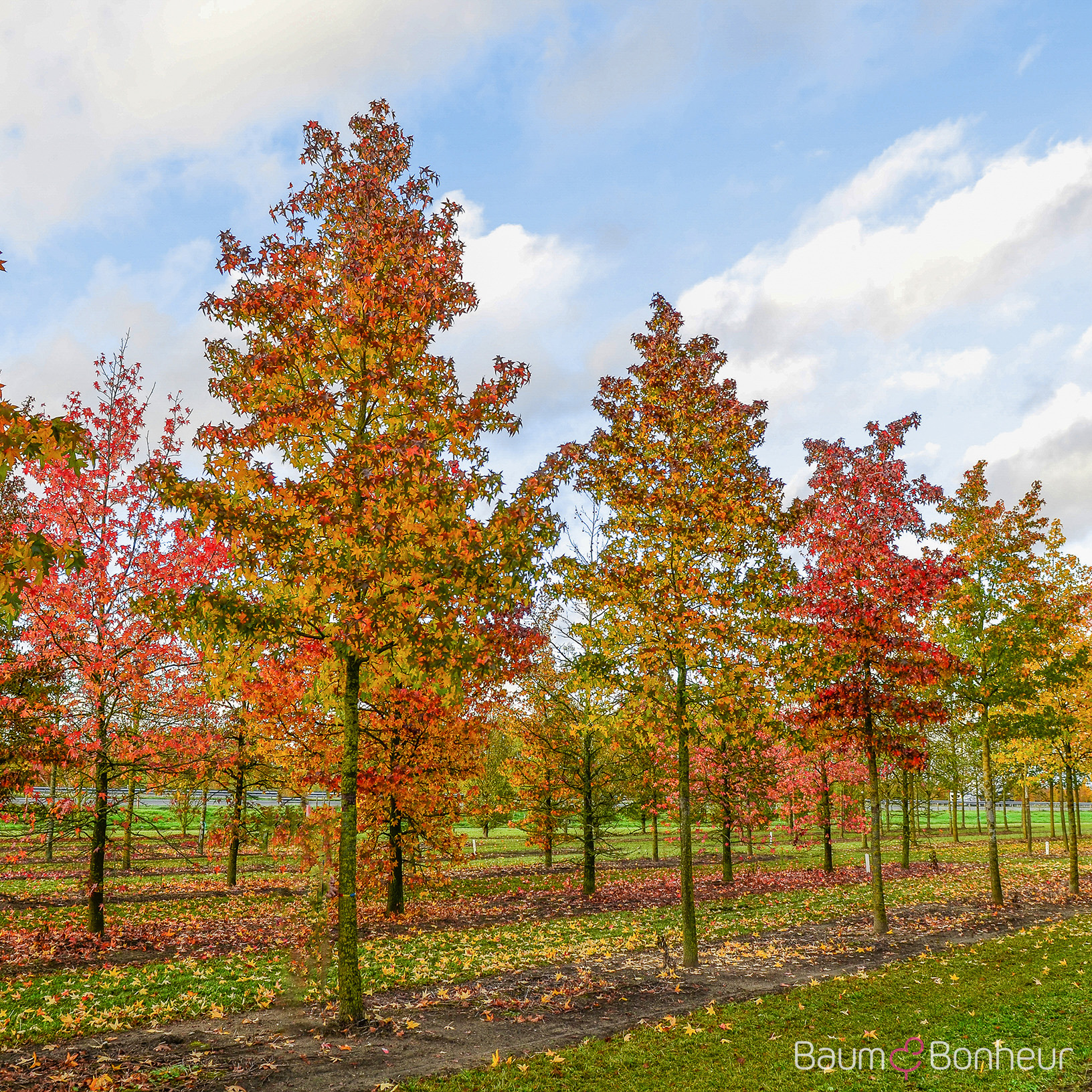Liquidambar styraciflua