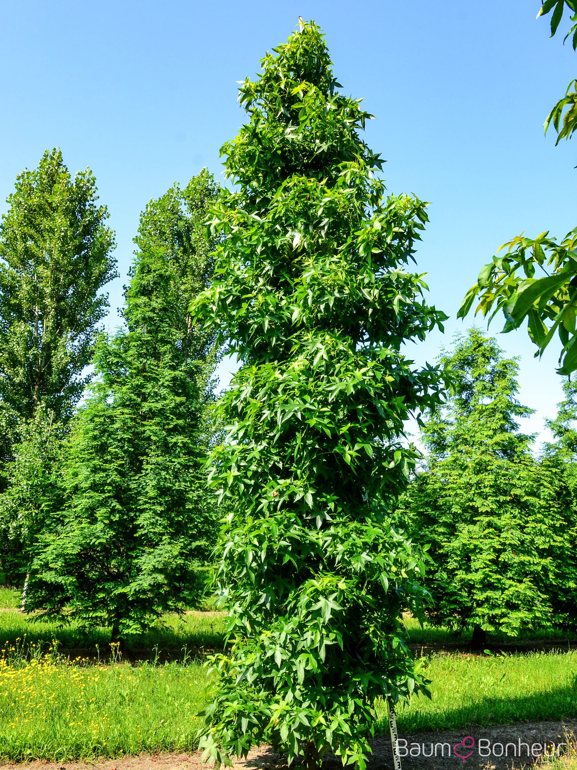 Liquidambar styraciflua 'Slender Silhouette'