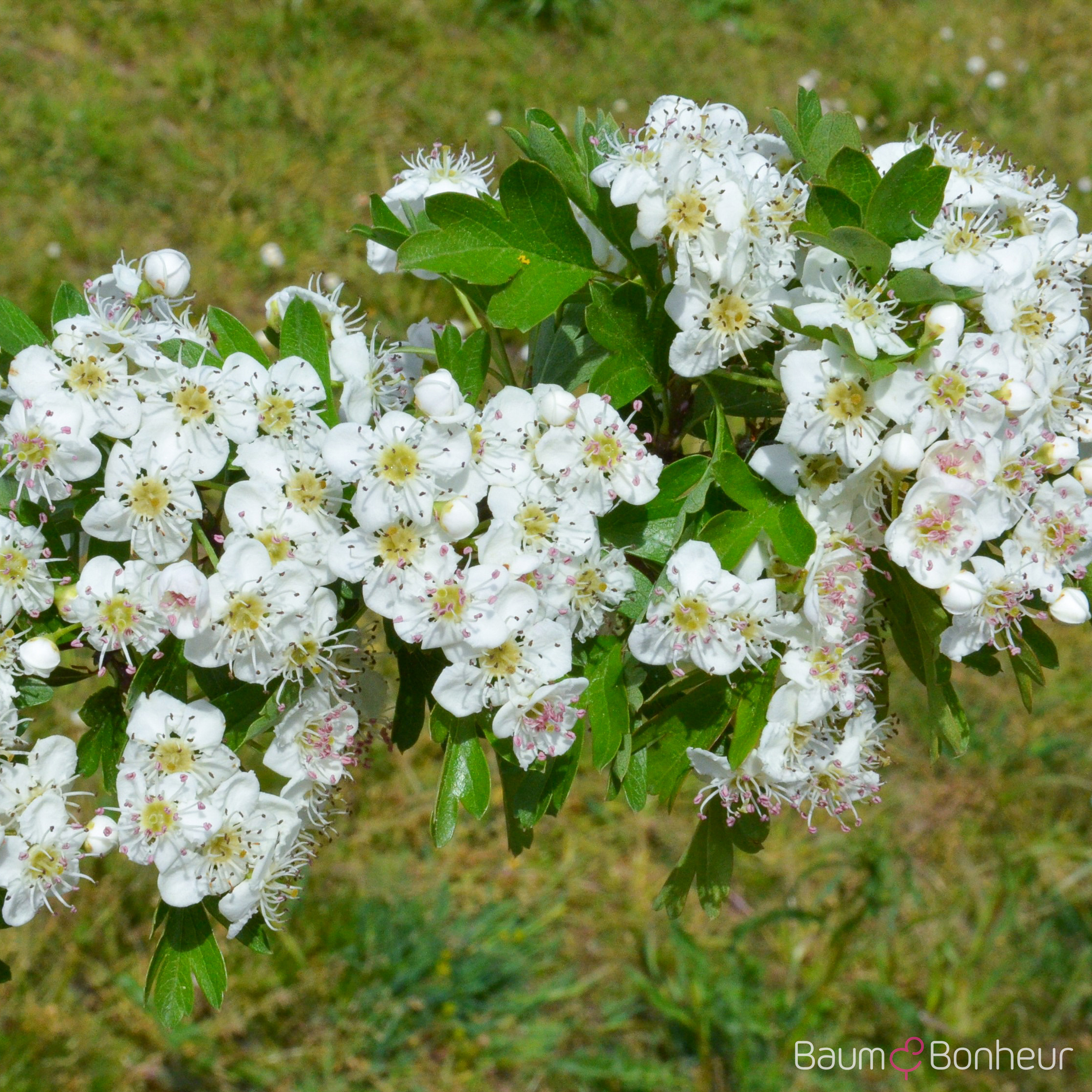 Crataegus monogyna 'Stricta'