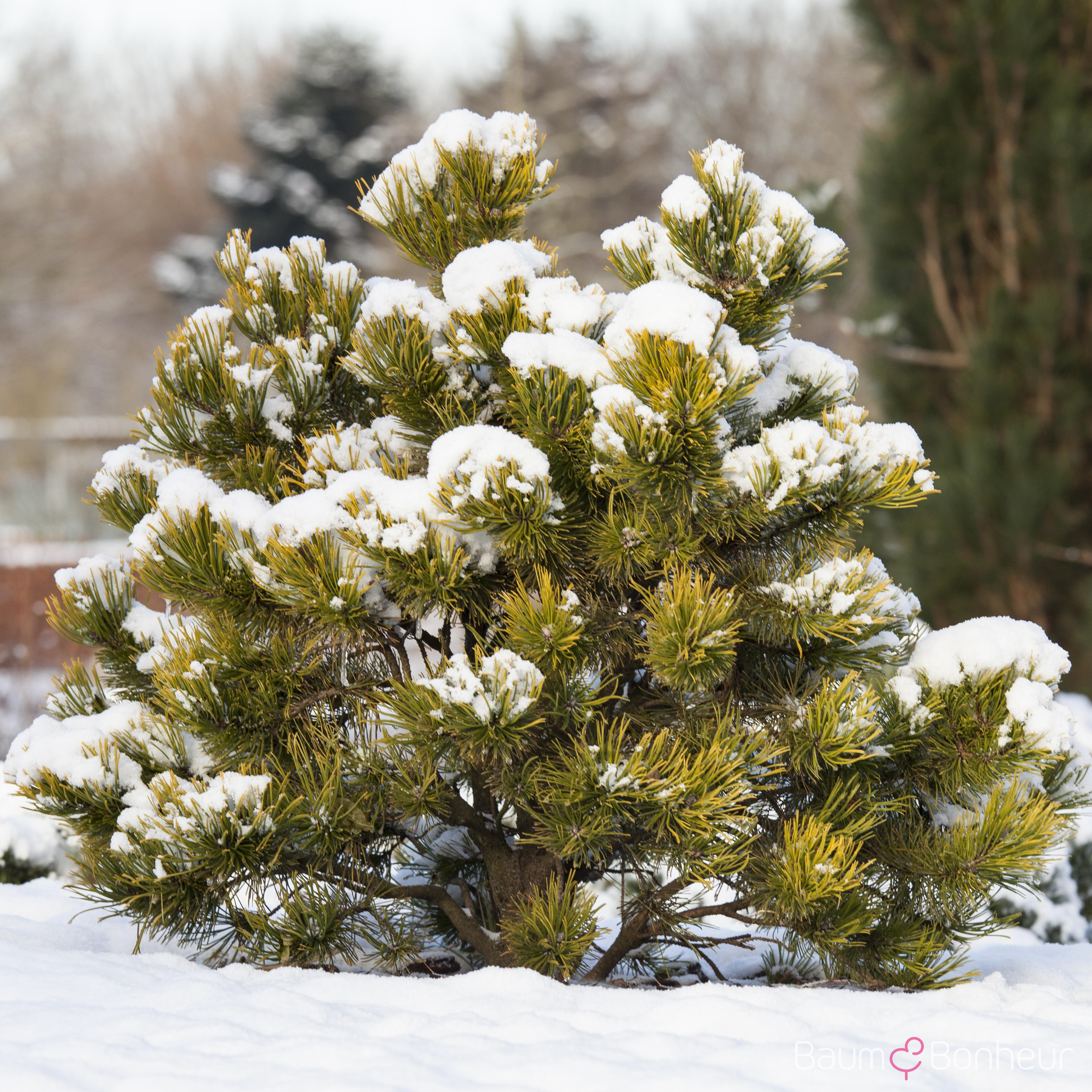 Pinus mugo