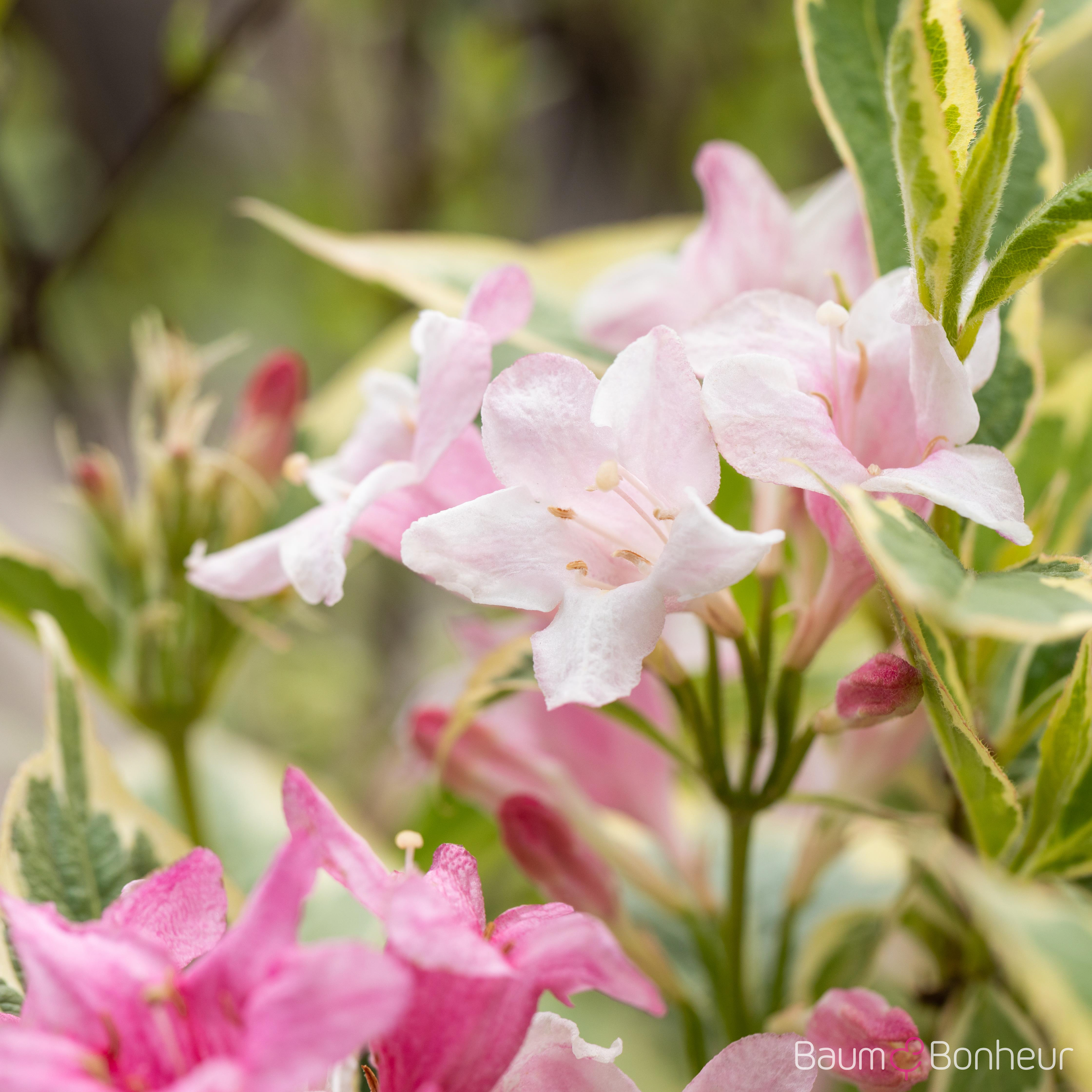 Weigela florida 'Nana Variegata'