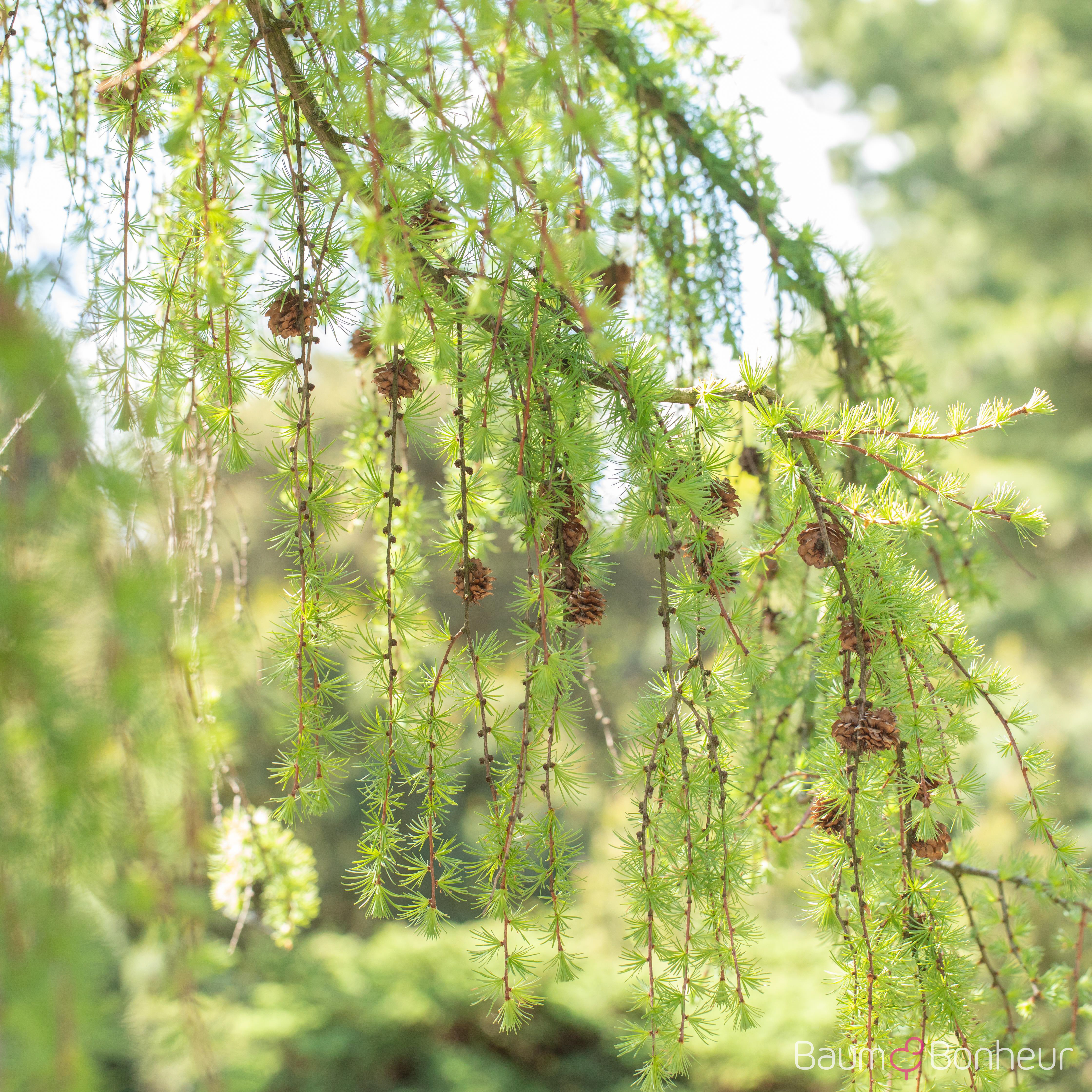 Larix kaempferi 'Pendula'