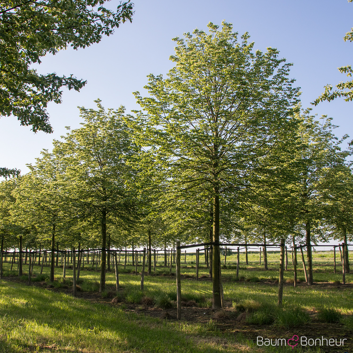 Tilia cordata 'Erecta'