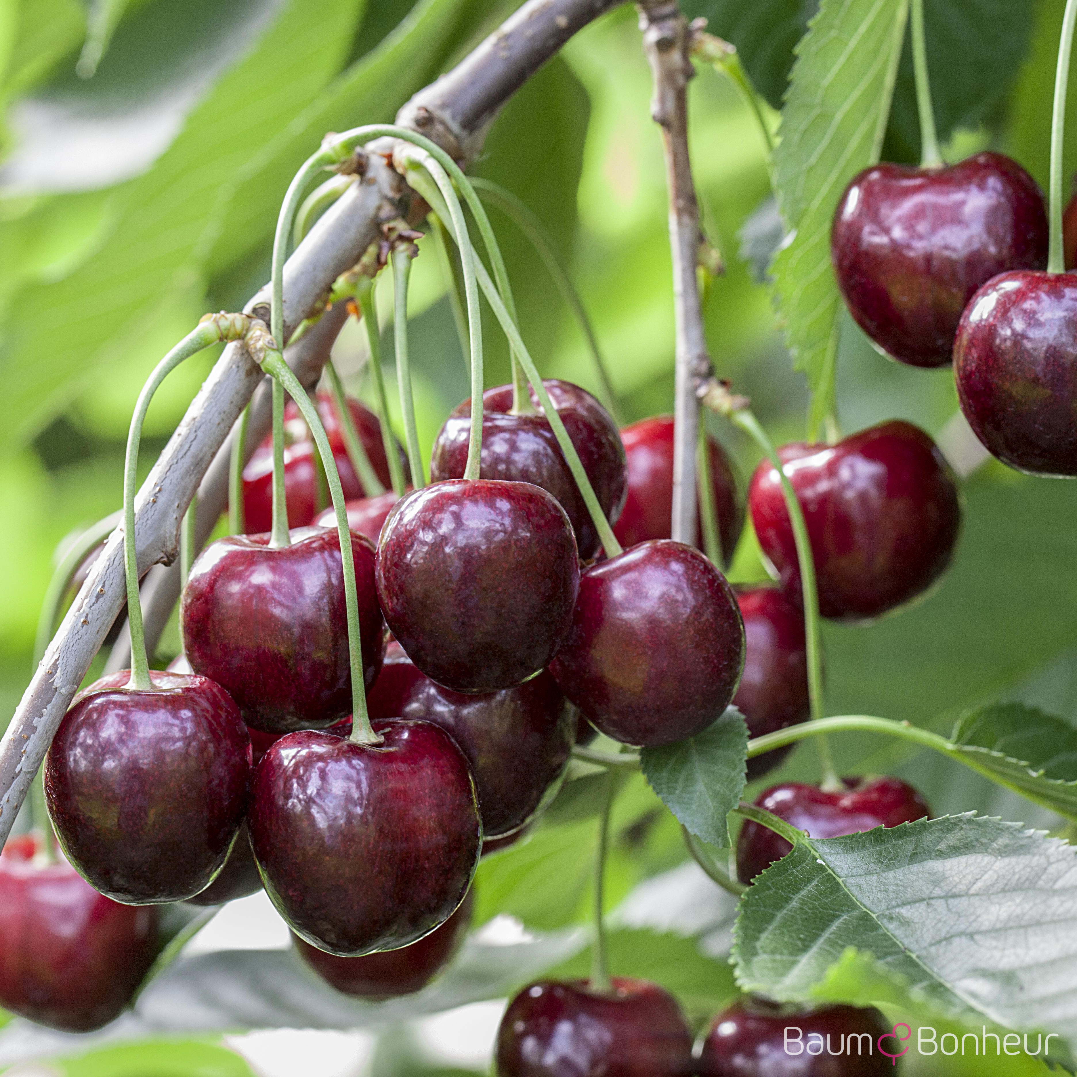 Prunus av. 'Regina'