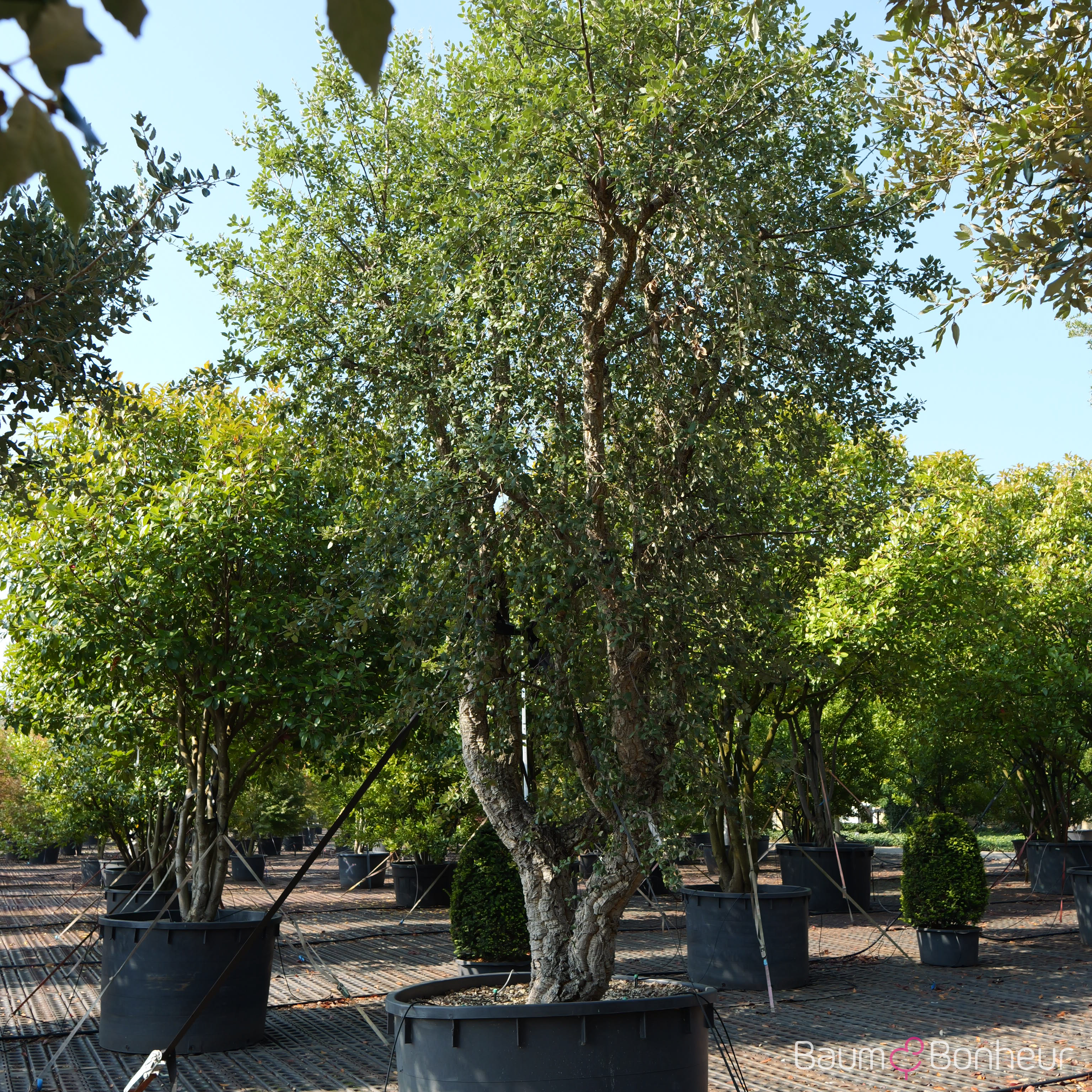Quercus suber