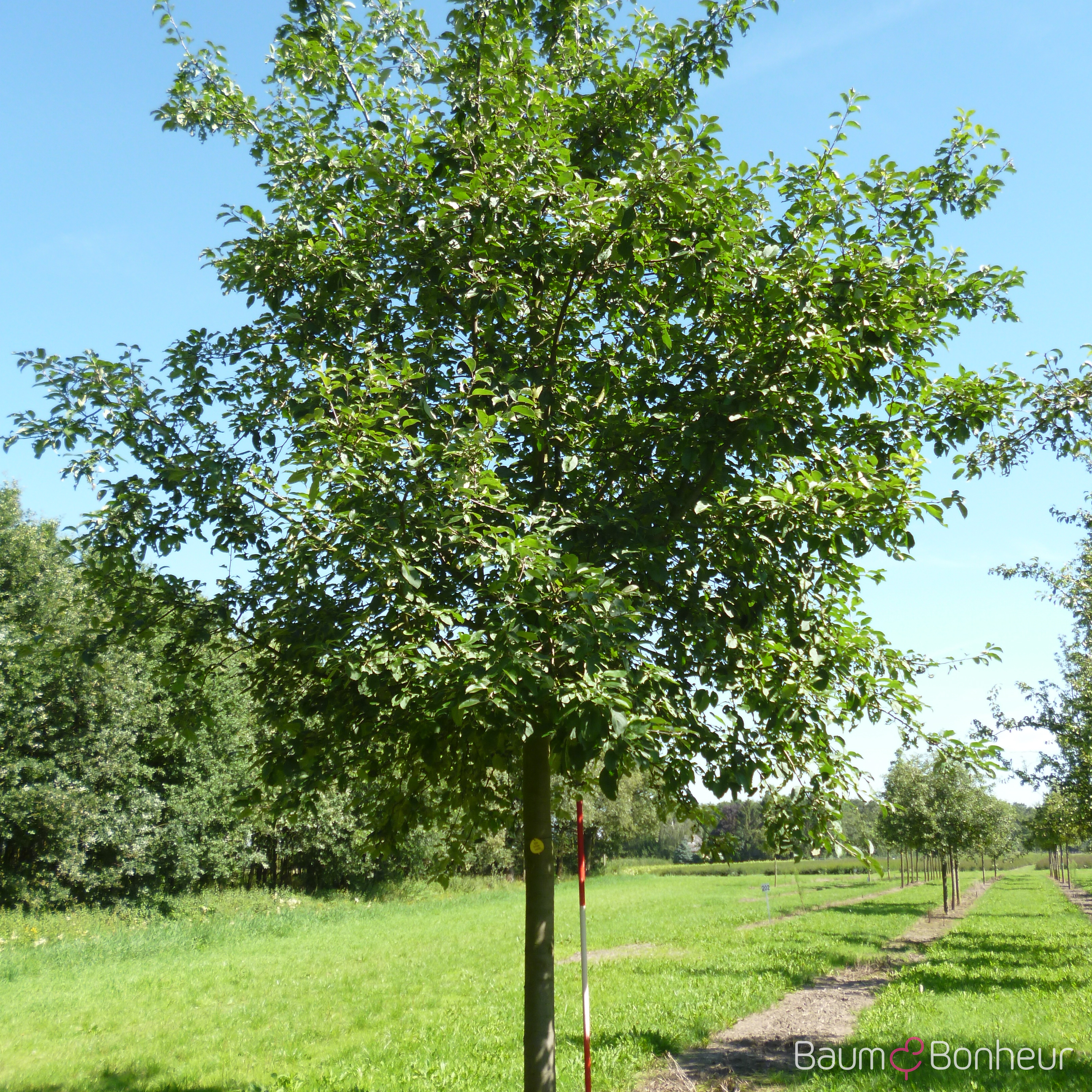 Malus 'Roter Gravensteiner'