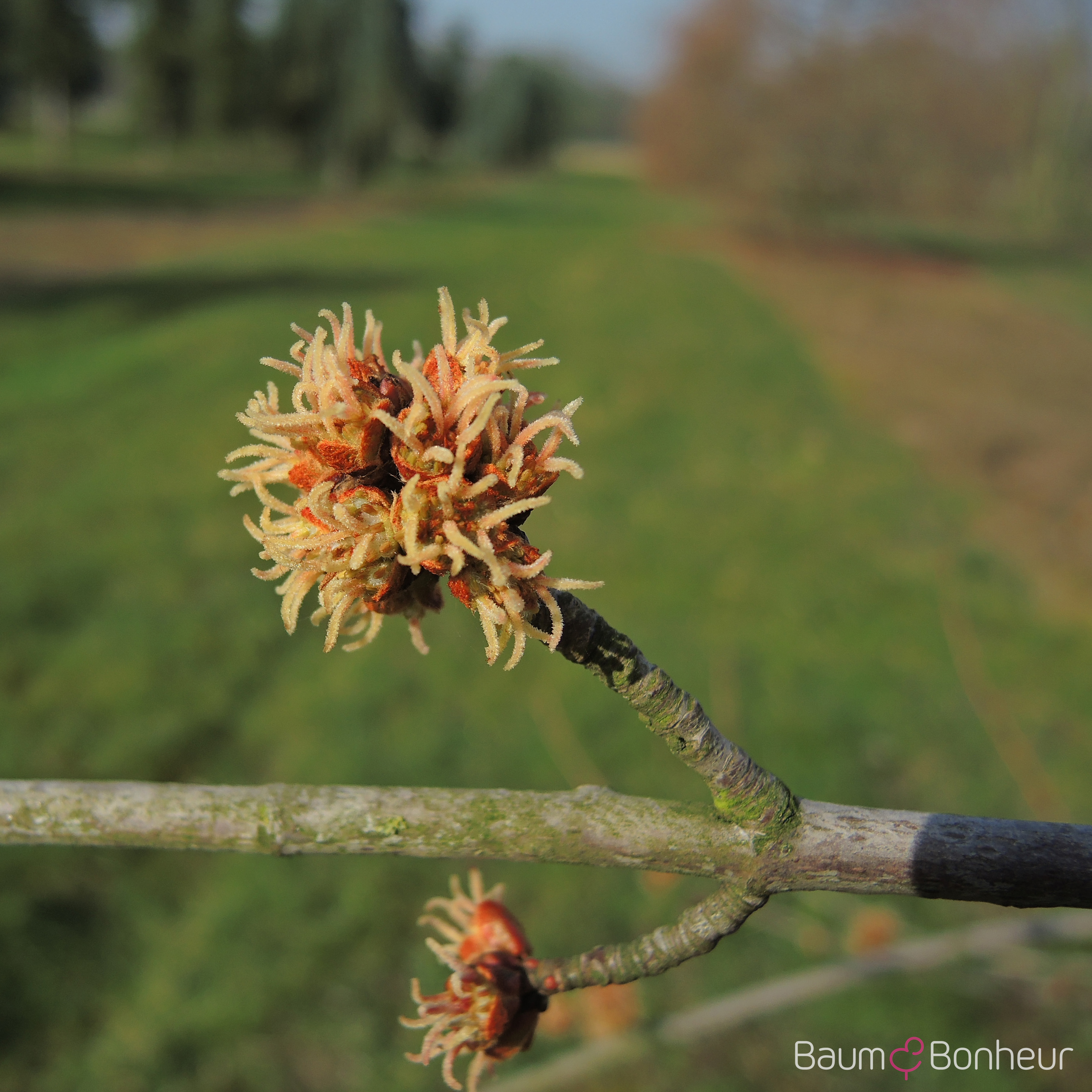 Acer saccharinum