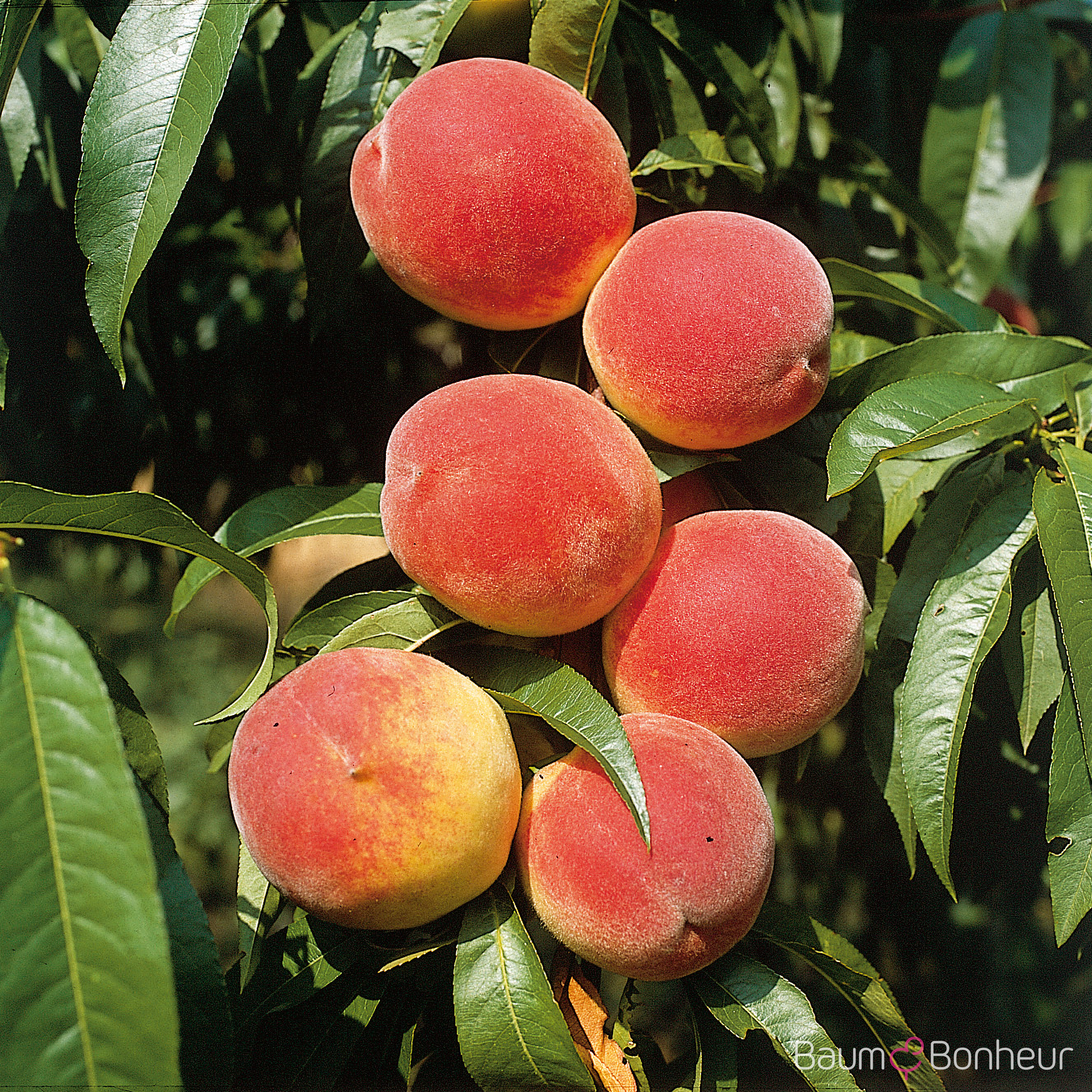 Prunus persica 'Rekord von Alfter'