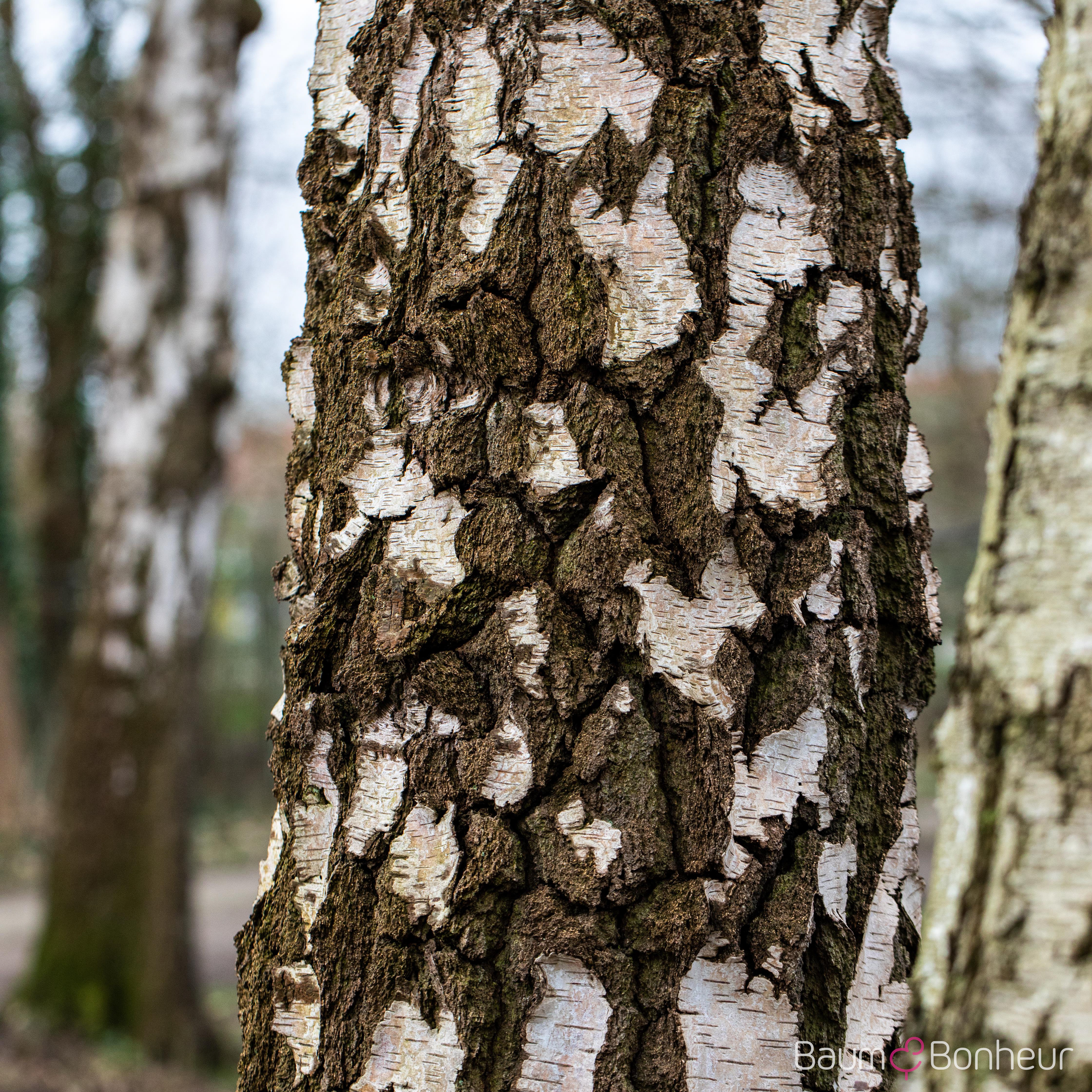 Betula pendula