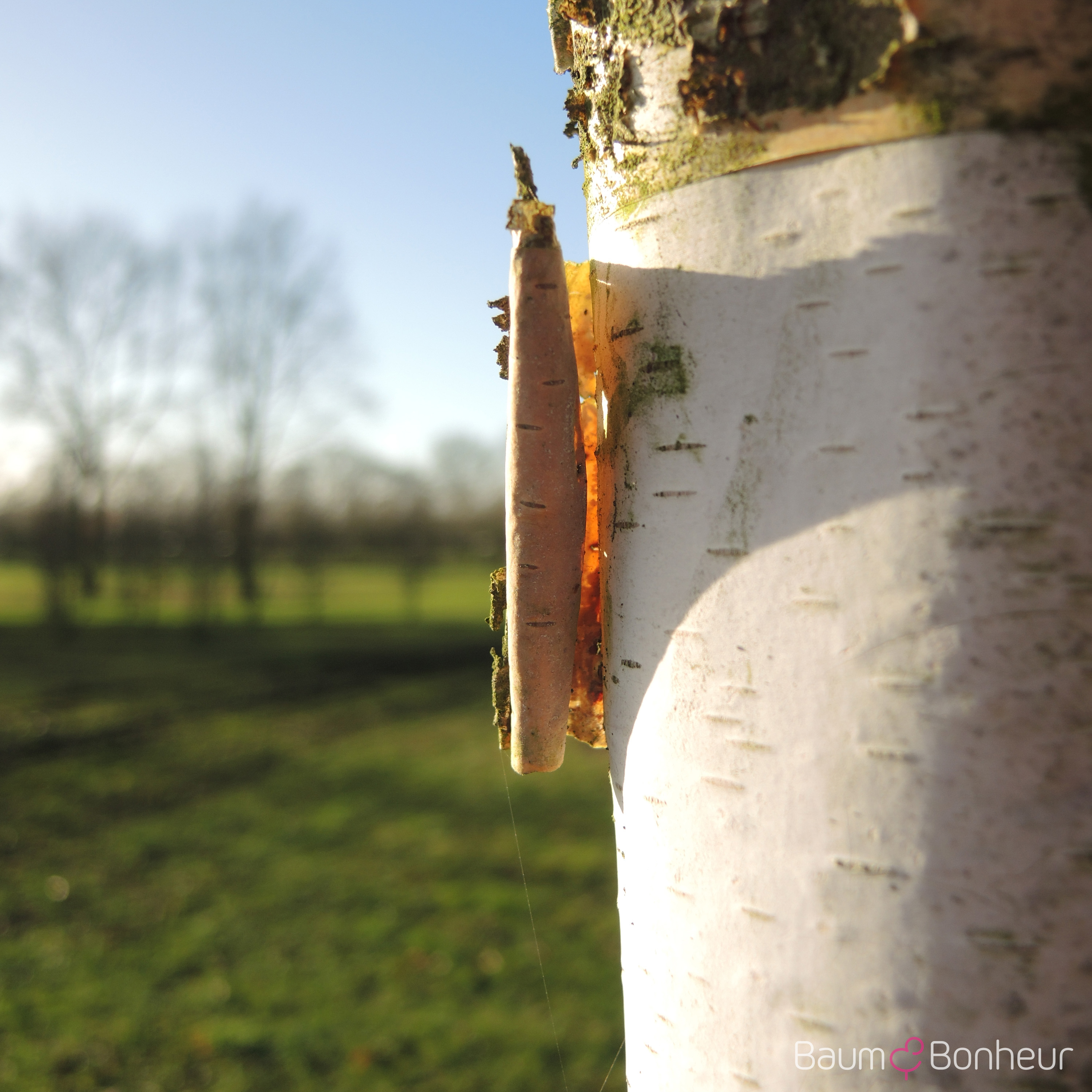 Betula papyrifera
