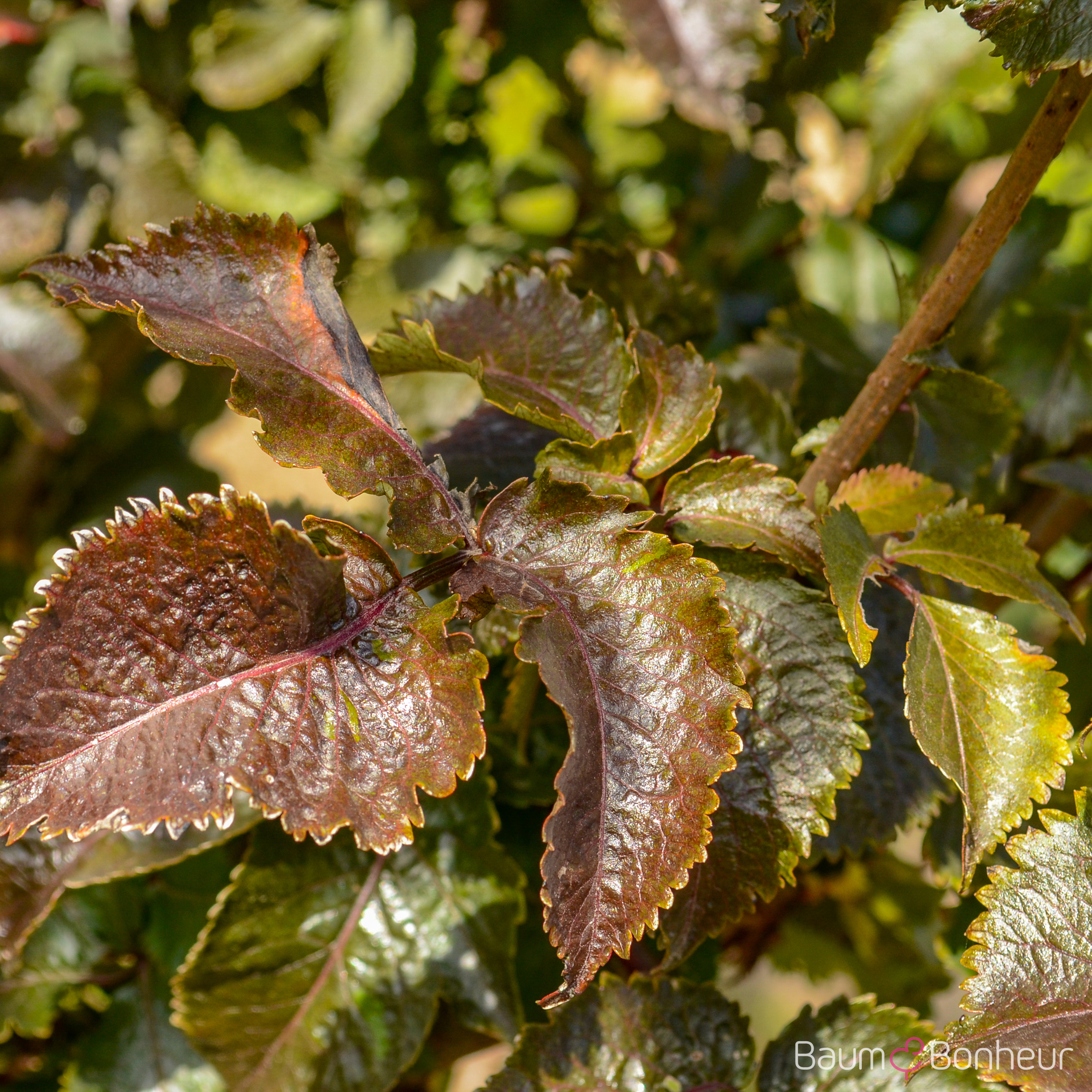 Sambucus nigra 'Black Tower' -R-