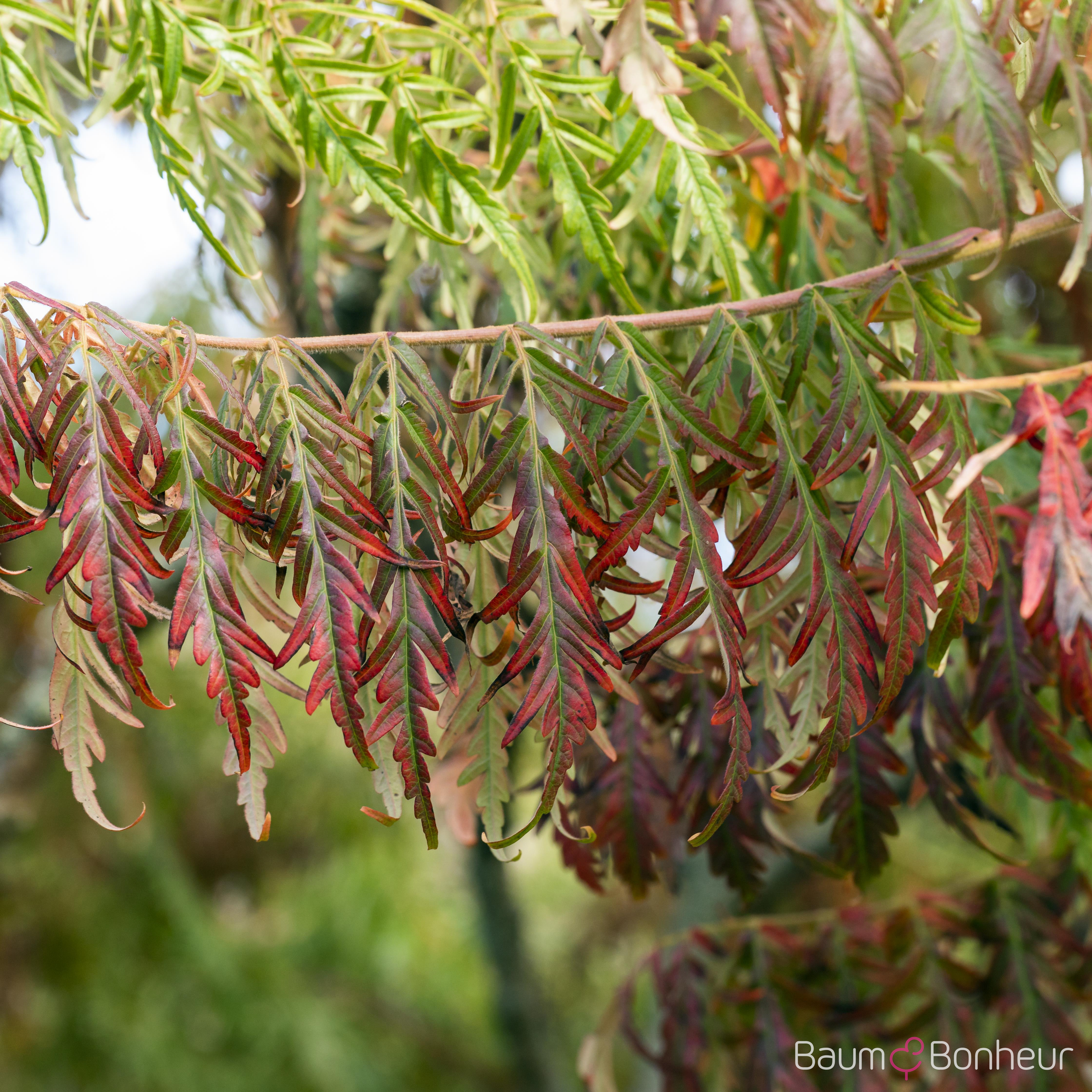 Rhus typhina 'Tiger Eyes' -R-