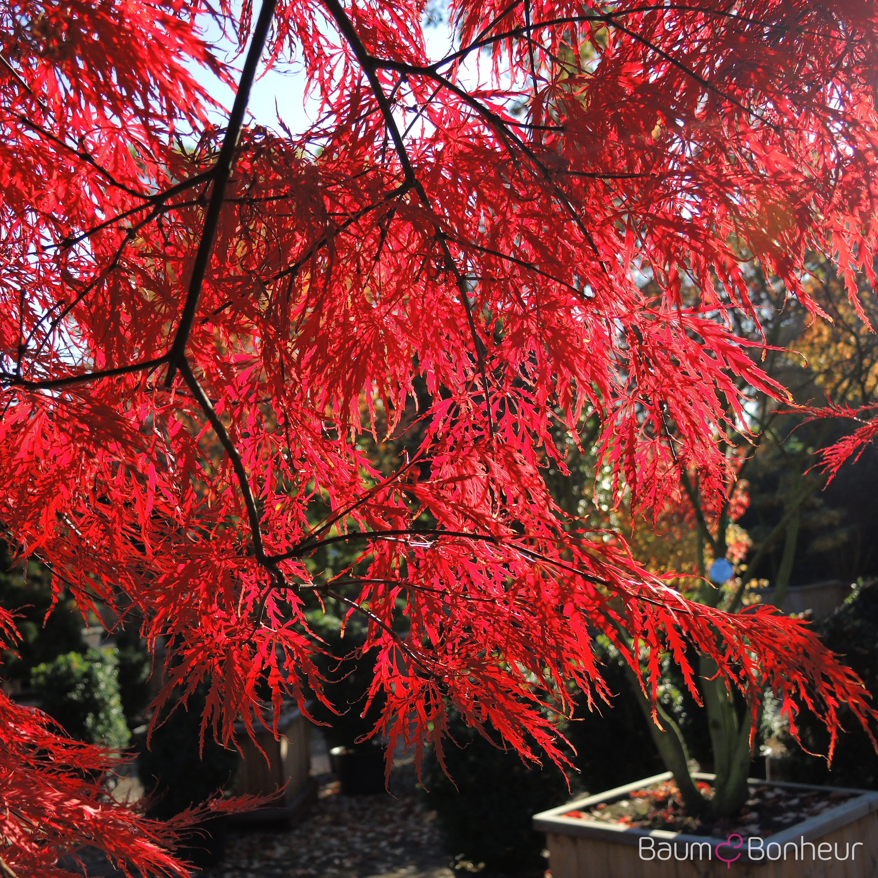 Acer palmatum 'Dissectum Atropurpureum'