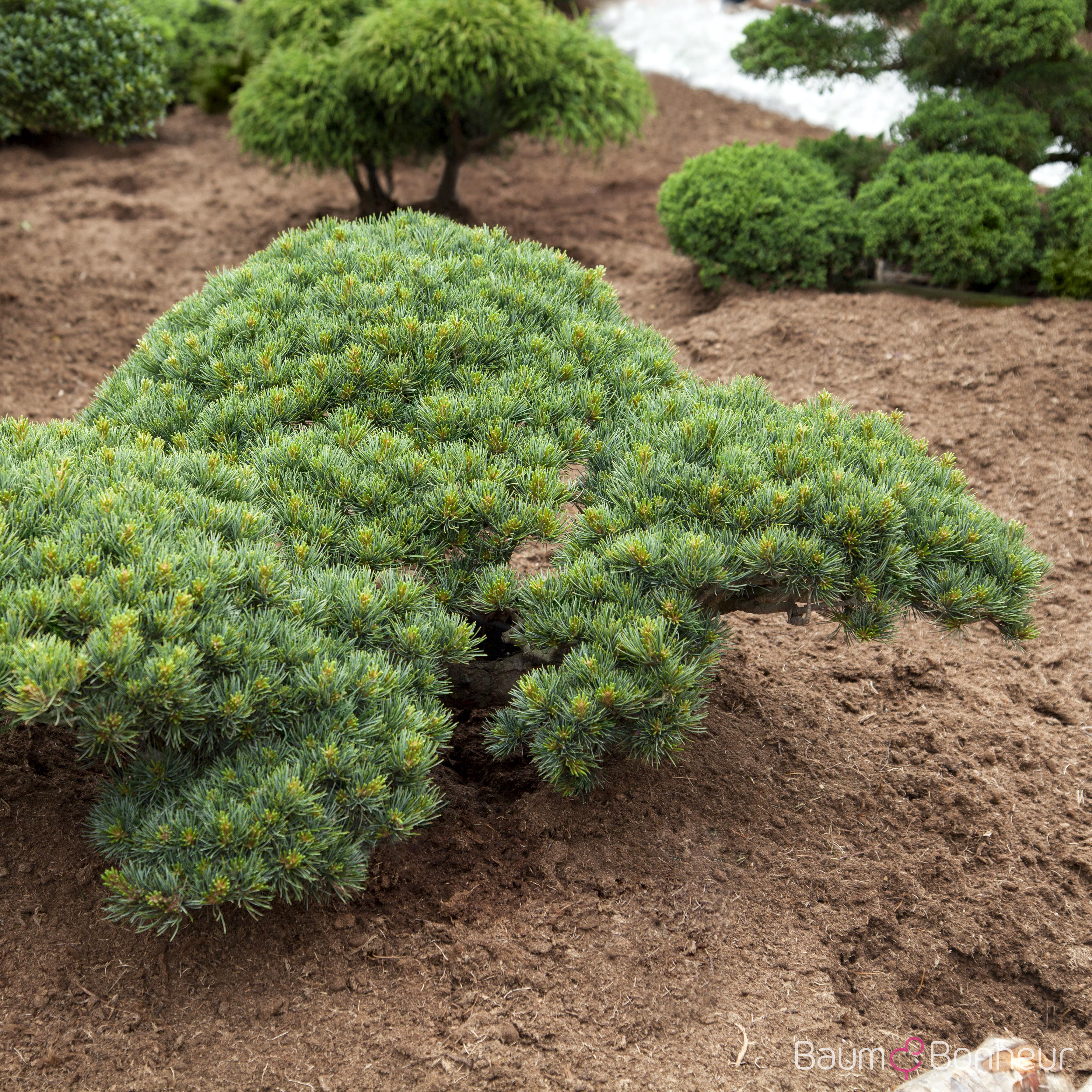 Pinus parviflora 'Glauca'