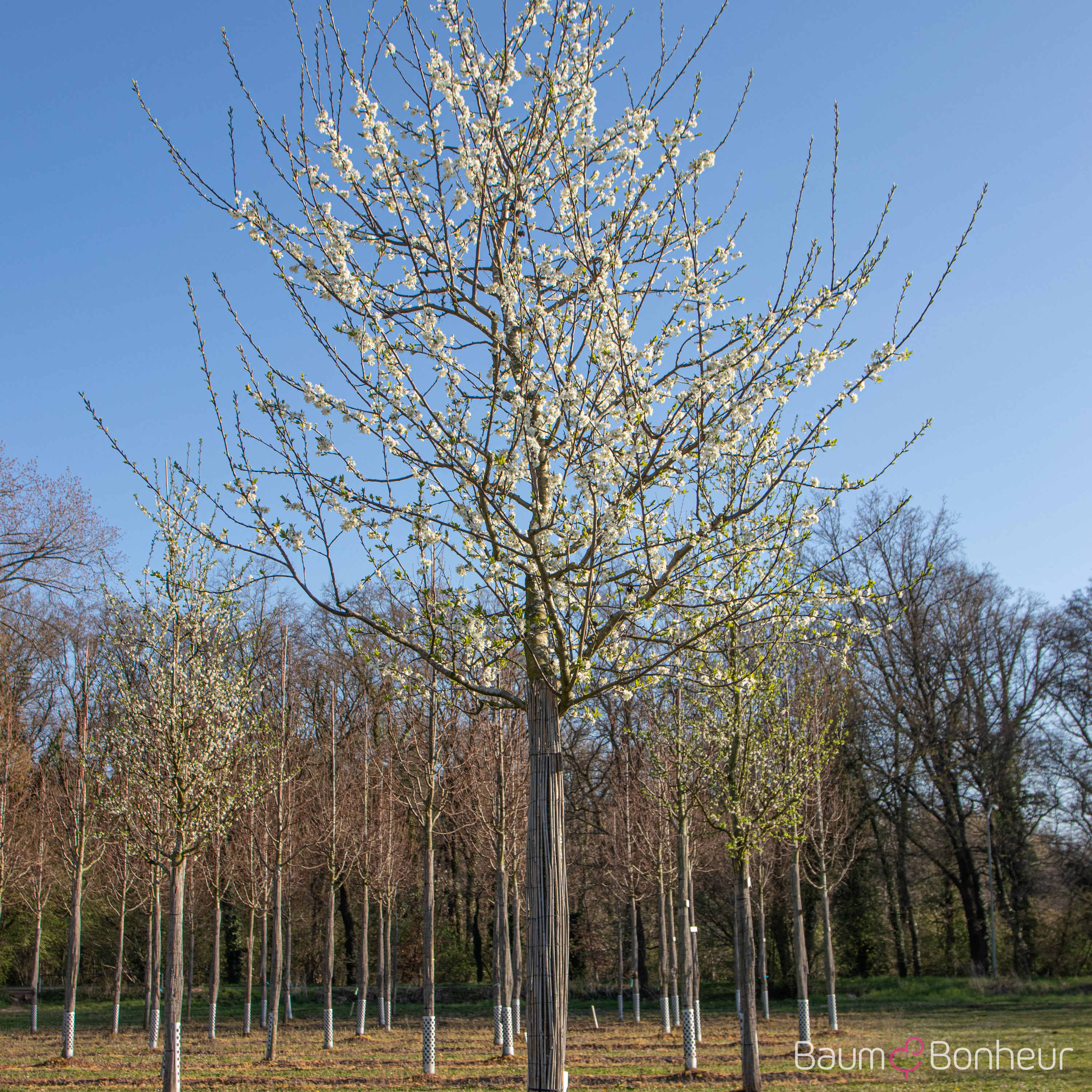 Prunus ital. 'Große Grüne Reneclaude'