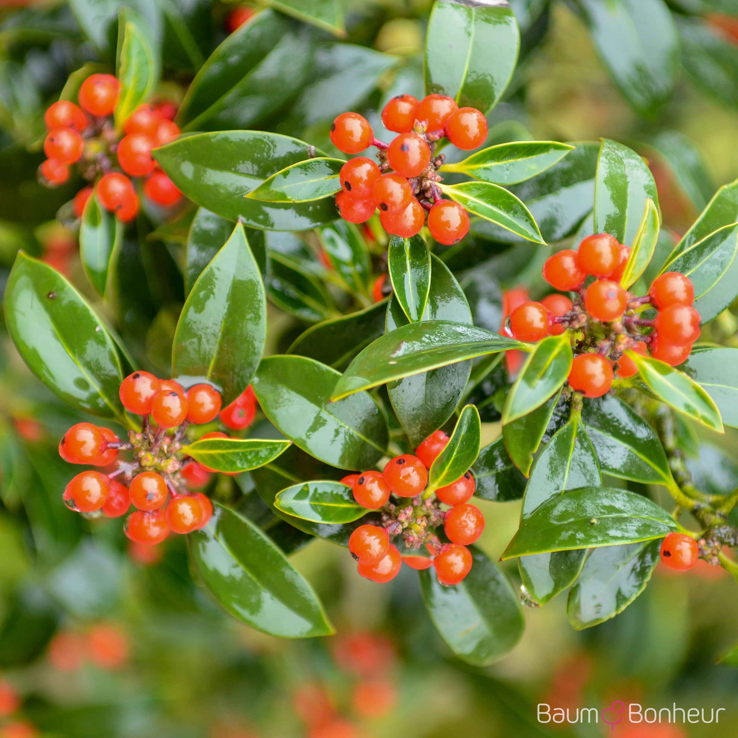 Ilex aquifolium 'J.C. van Tol'