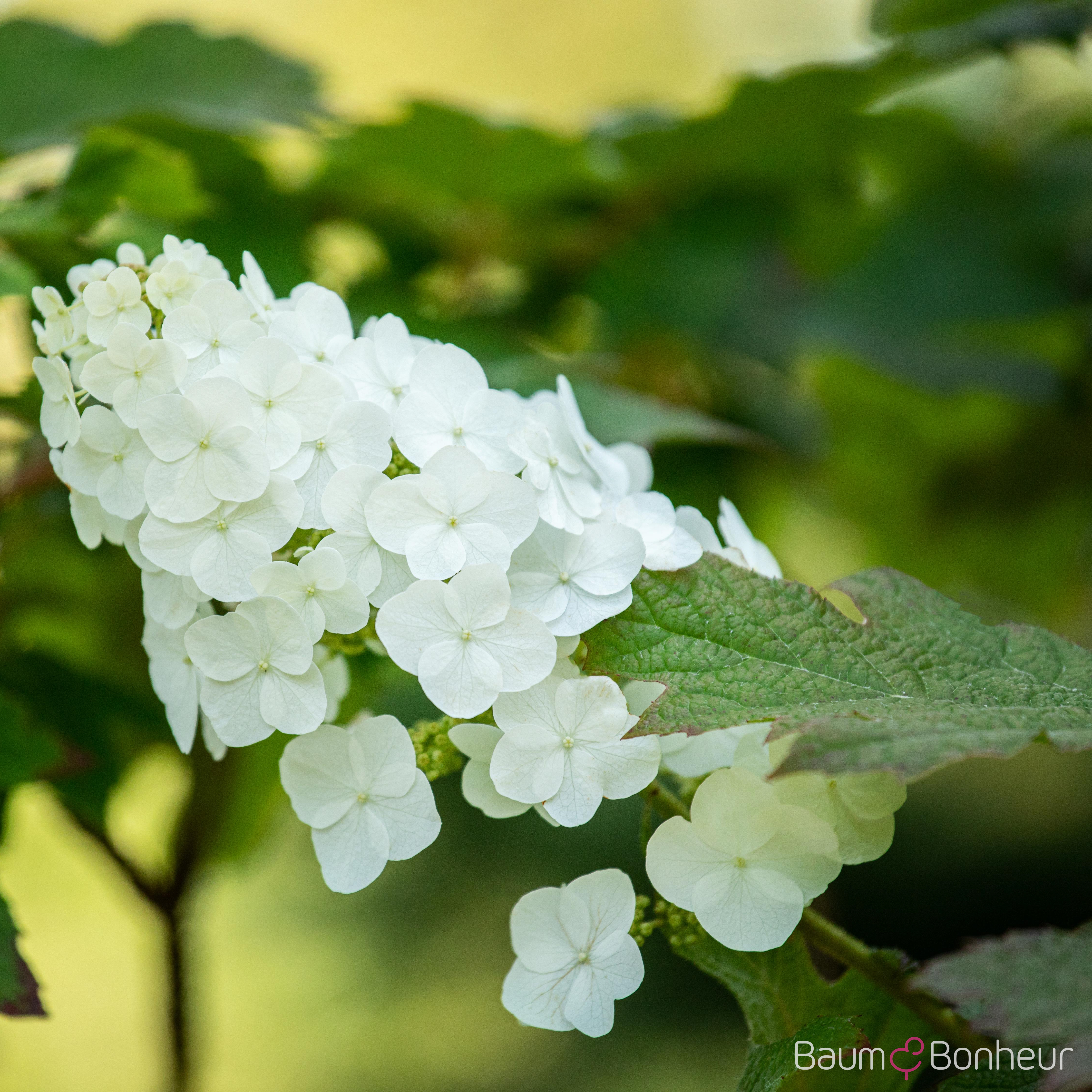 Hydrangea quercifolia