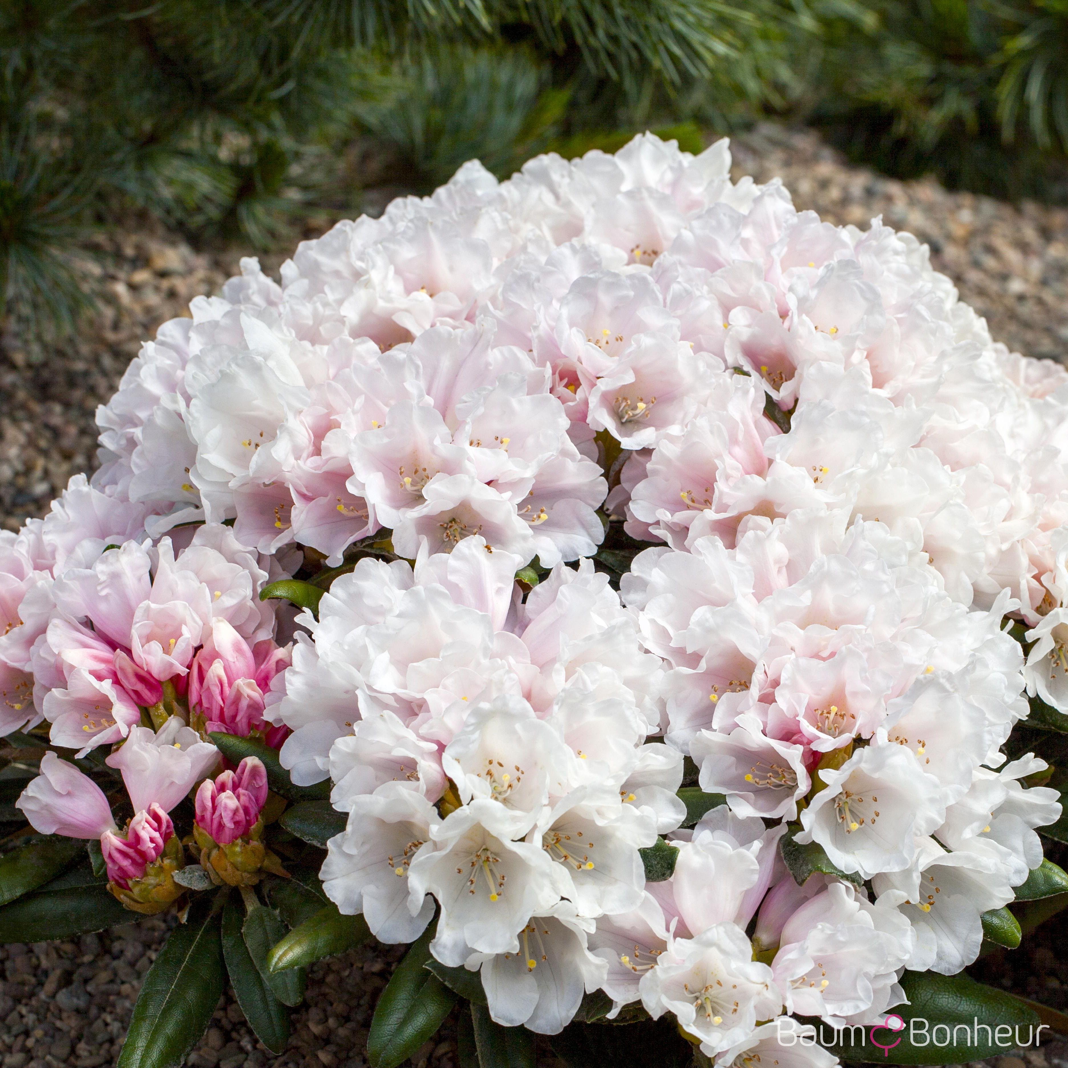 Rhododendron yakushimanum 'Edelweiß'