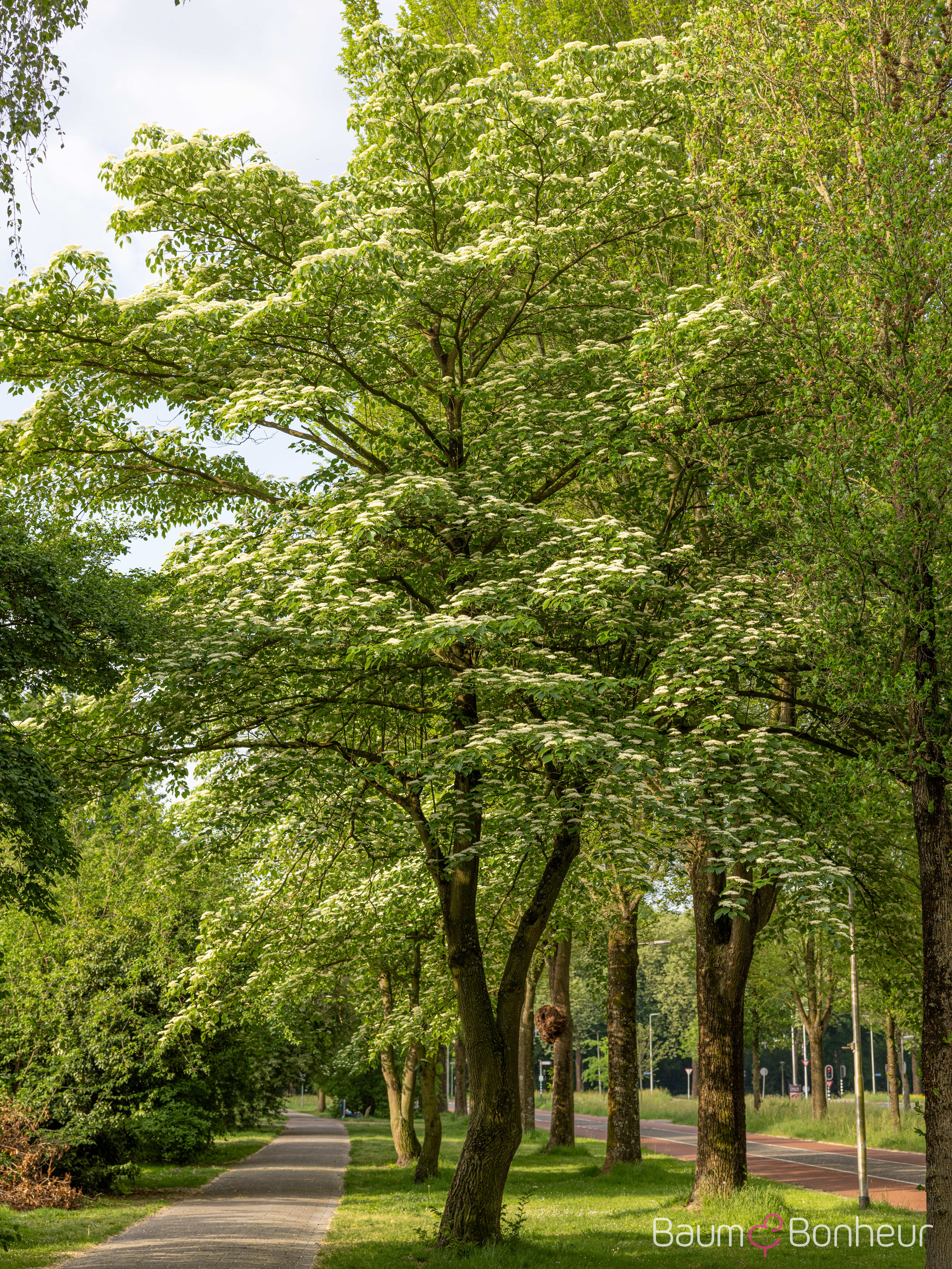 Cornus controversa