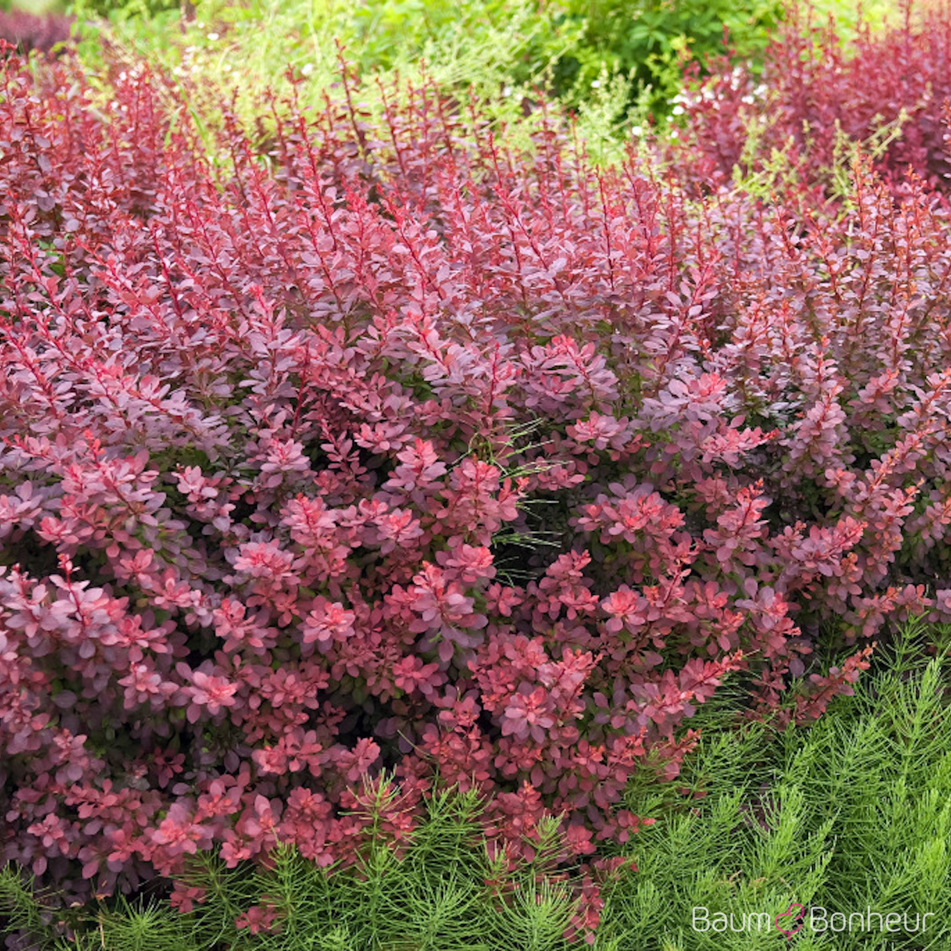 Berberis thunbergii 'Atropurpurea'
