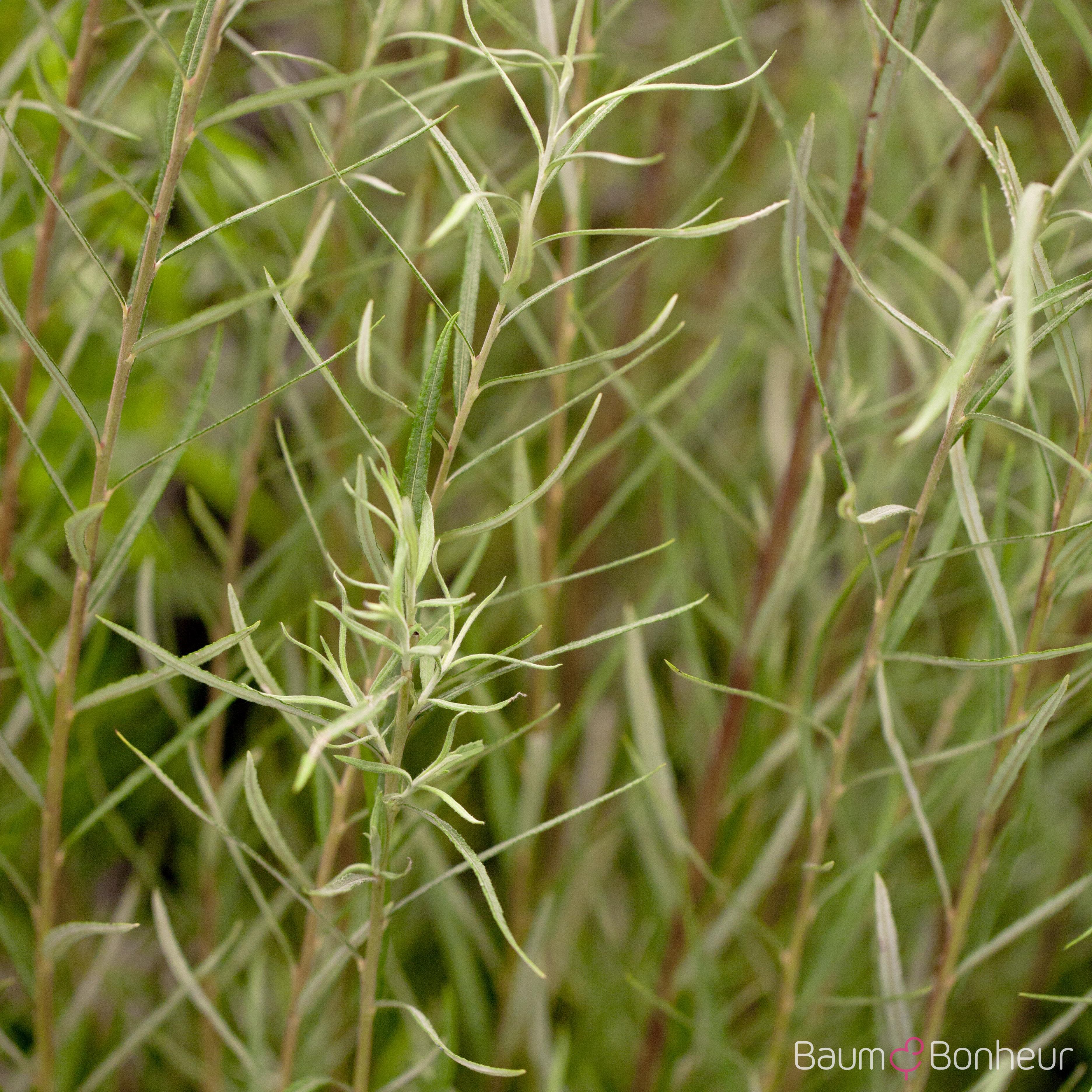 Salix rosmarinifolia