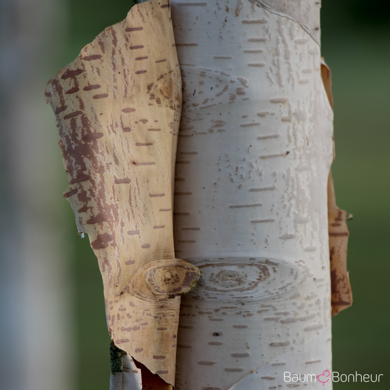Betula albosinensis 'Fascination'