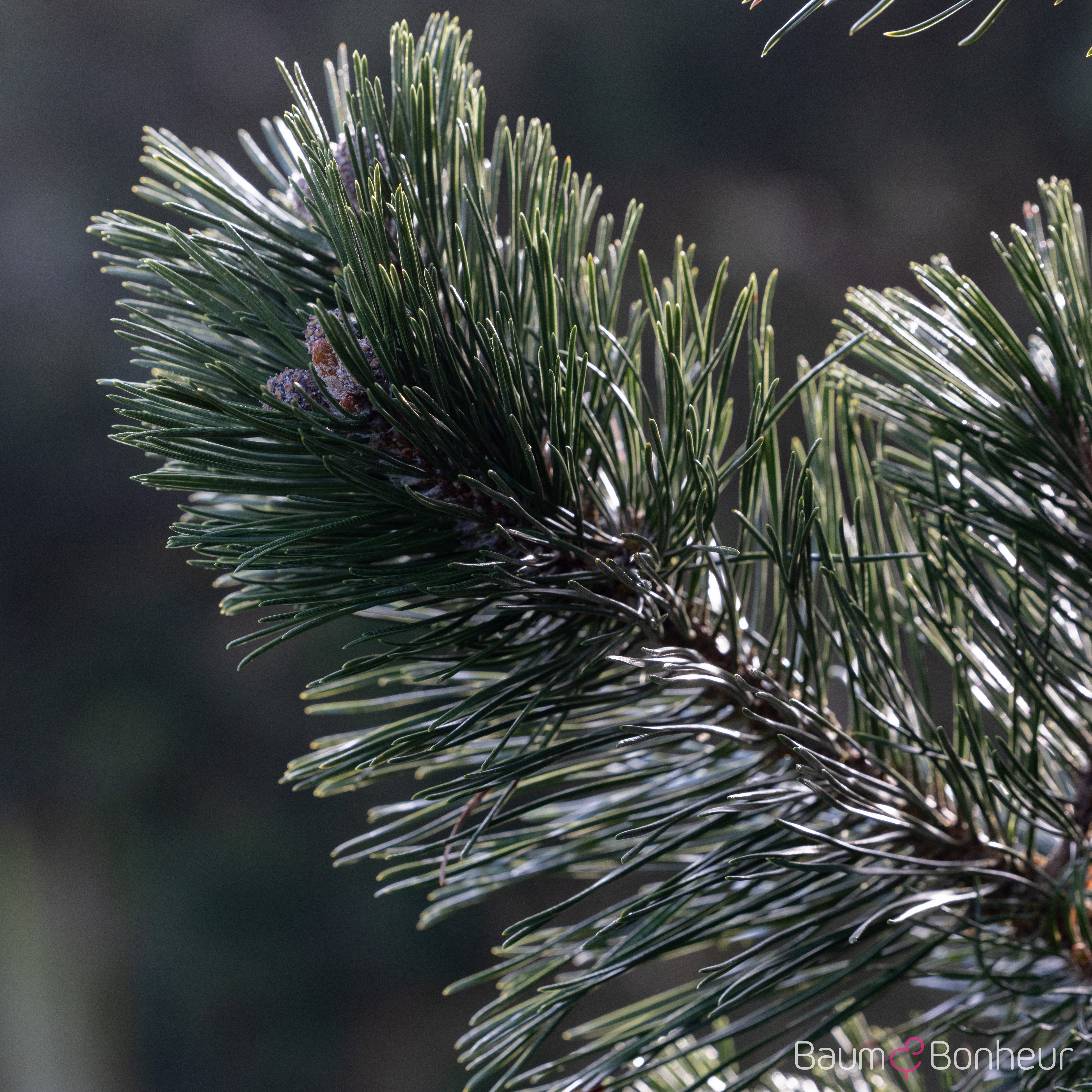 Pinus mugo 'Gnom'