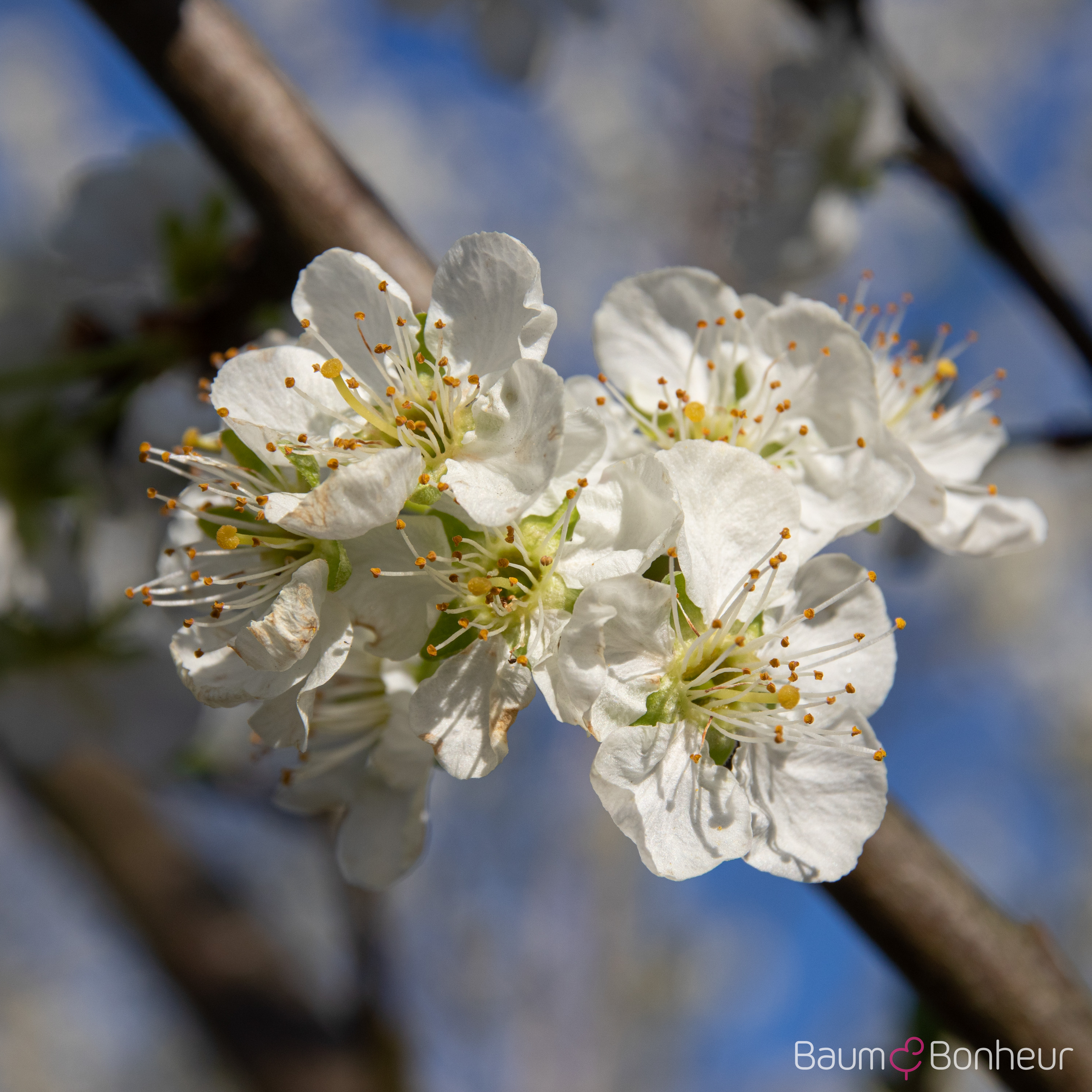 Prunus domestica 'Graf Althans Reneklode'
