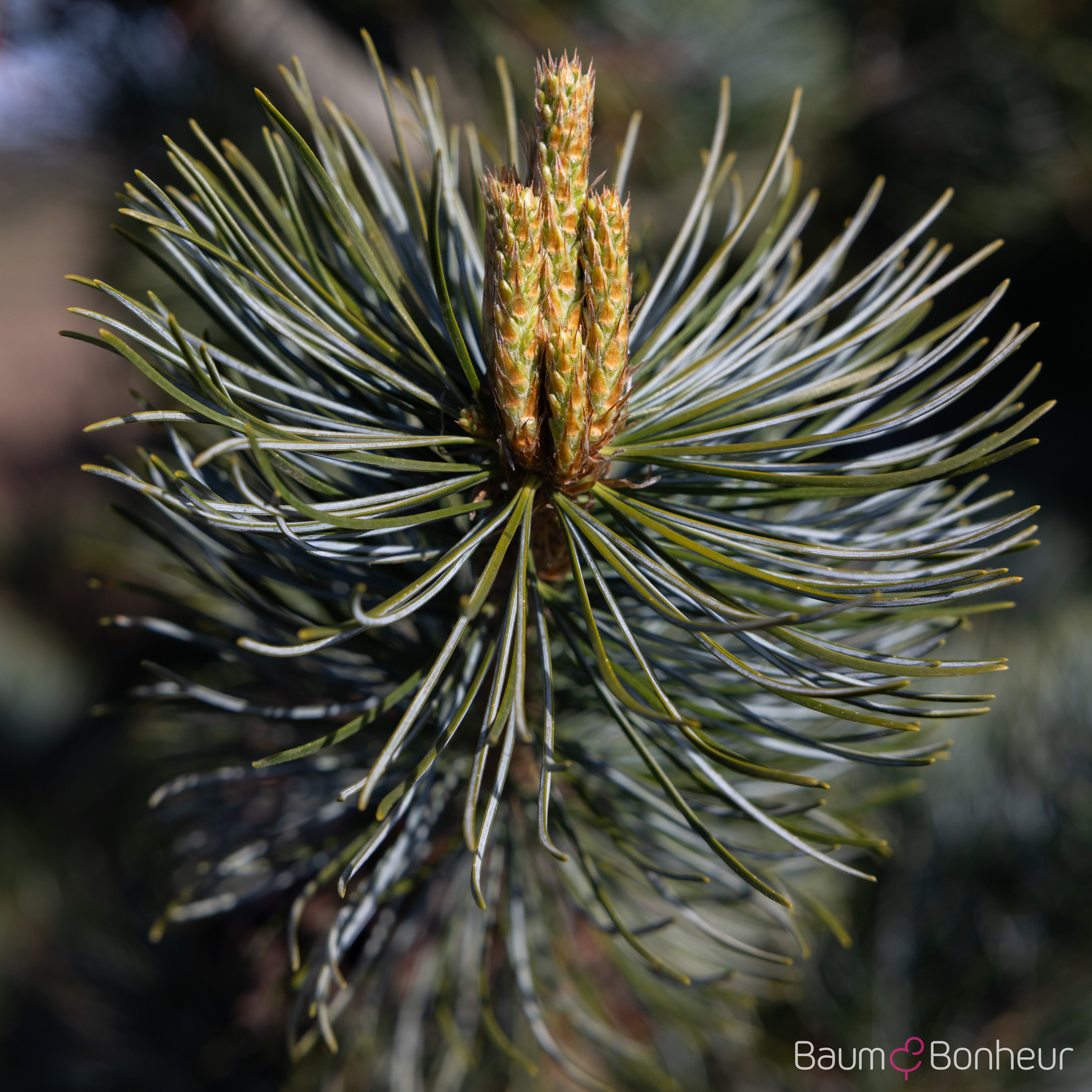 Pinus parviflora 'Tempelhof'