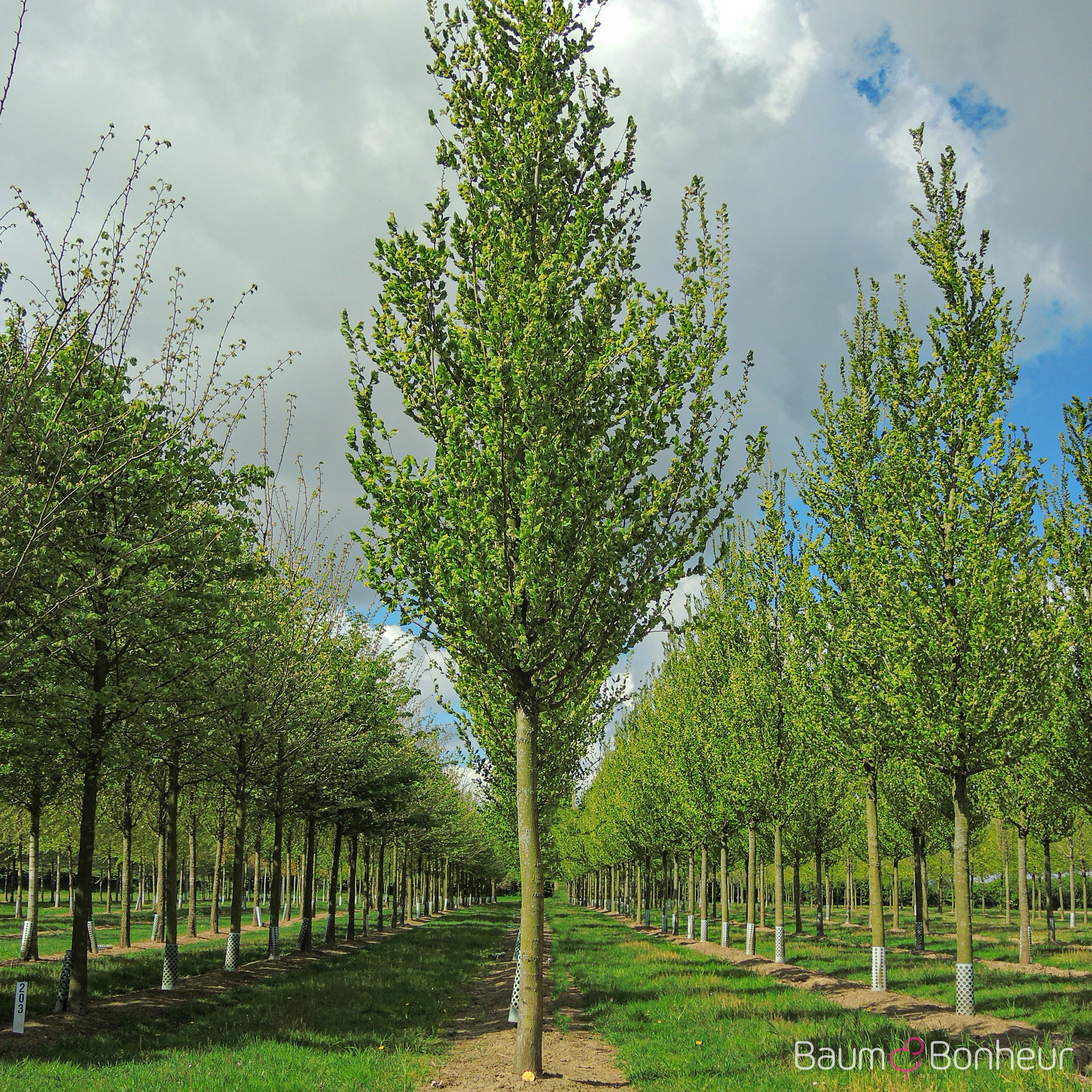 Ulmus 'Columella' -S-