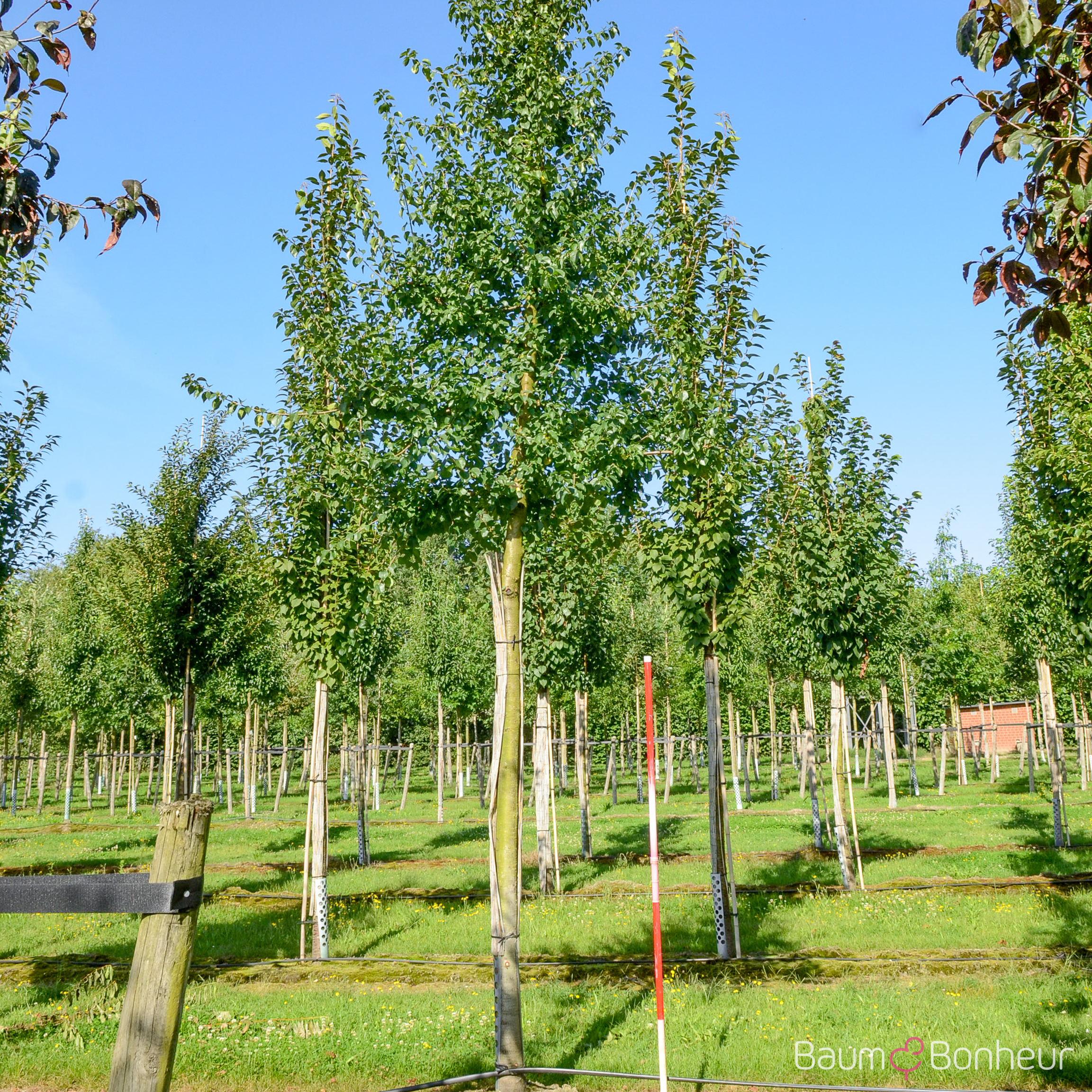 Prunus mahaleb