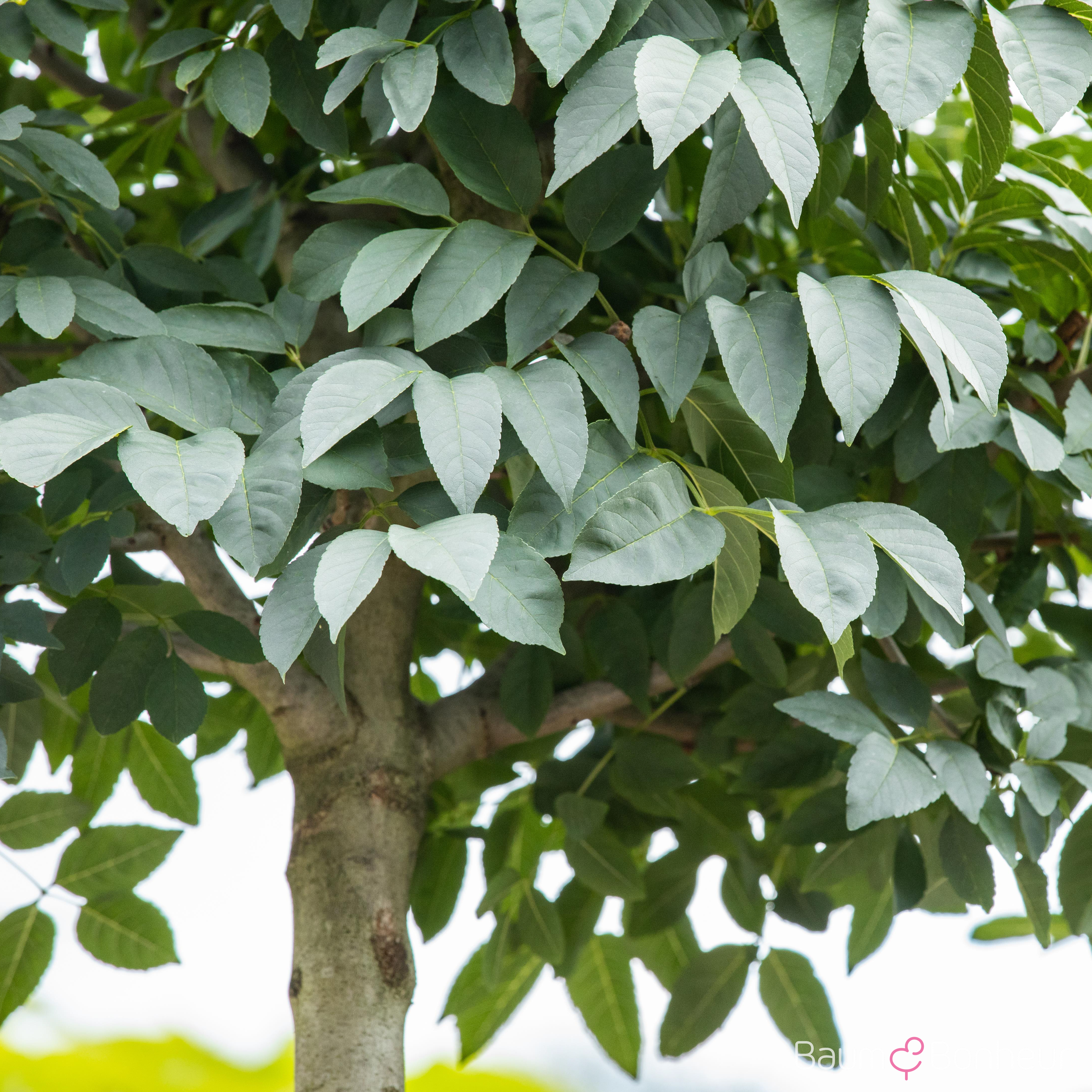 Fraxinus ornus 'Mecsek'