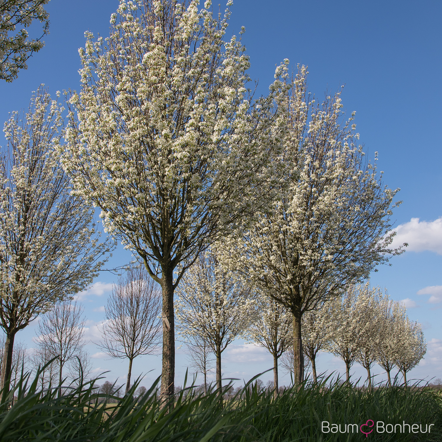 Pyrus caucasica