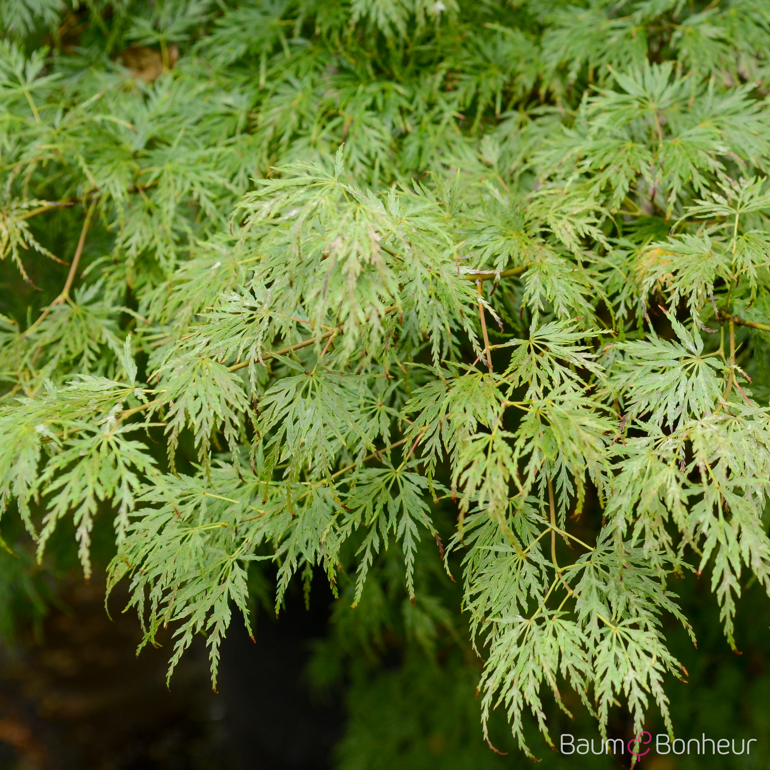 Acer palmatum 'Seiryu'