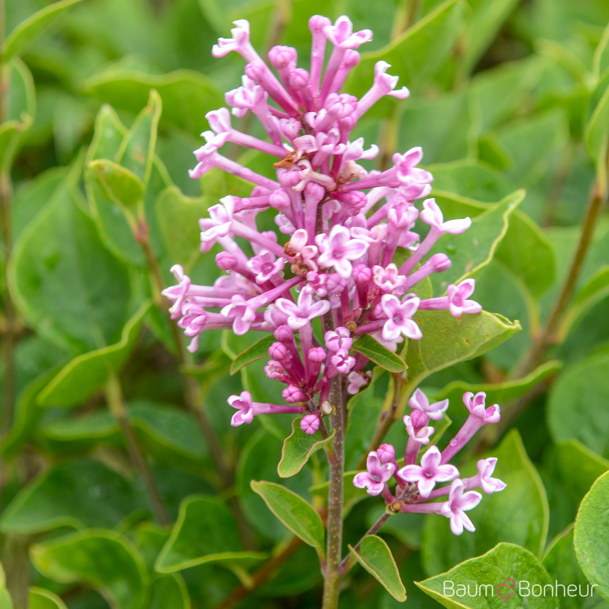 Syringa meyeri 'Josée'