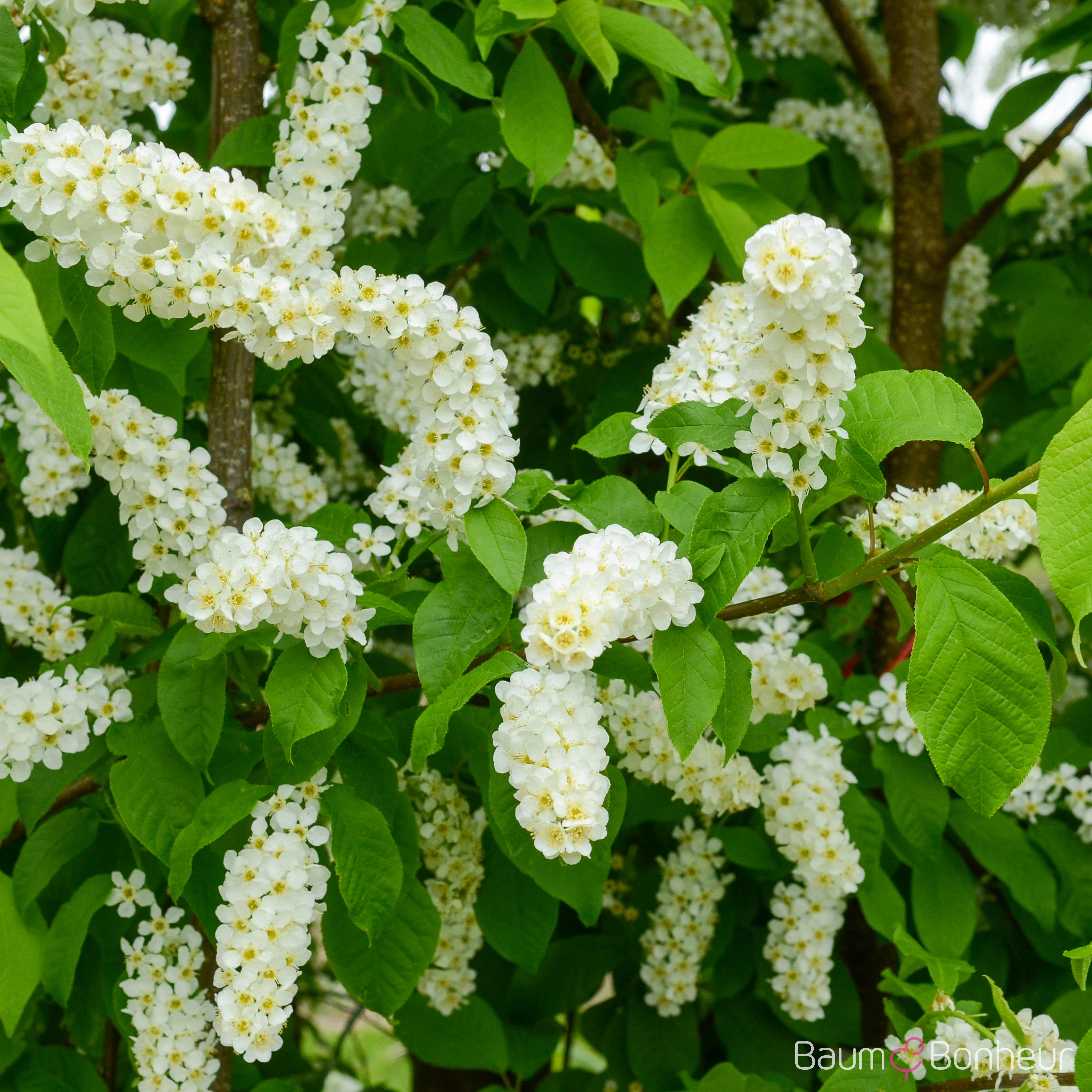 Prunus padus