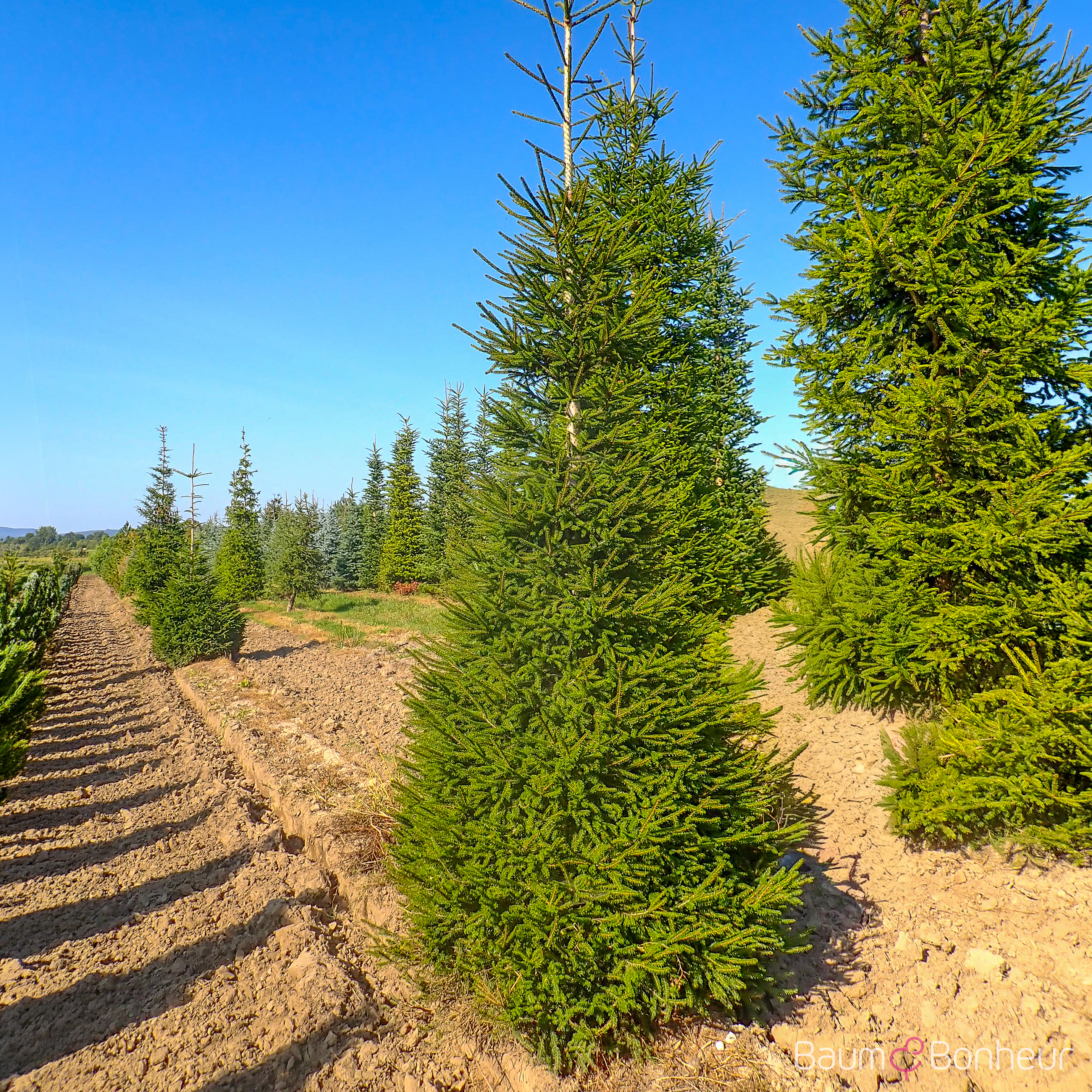 Picea orientalis