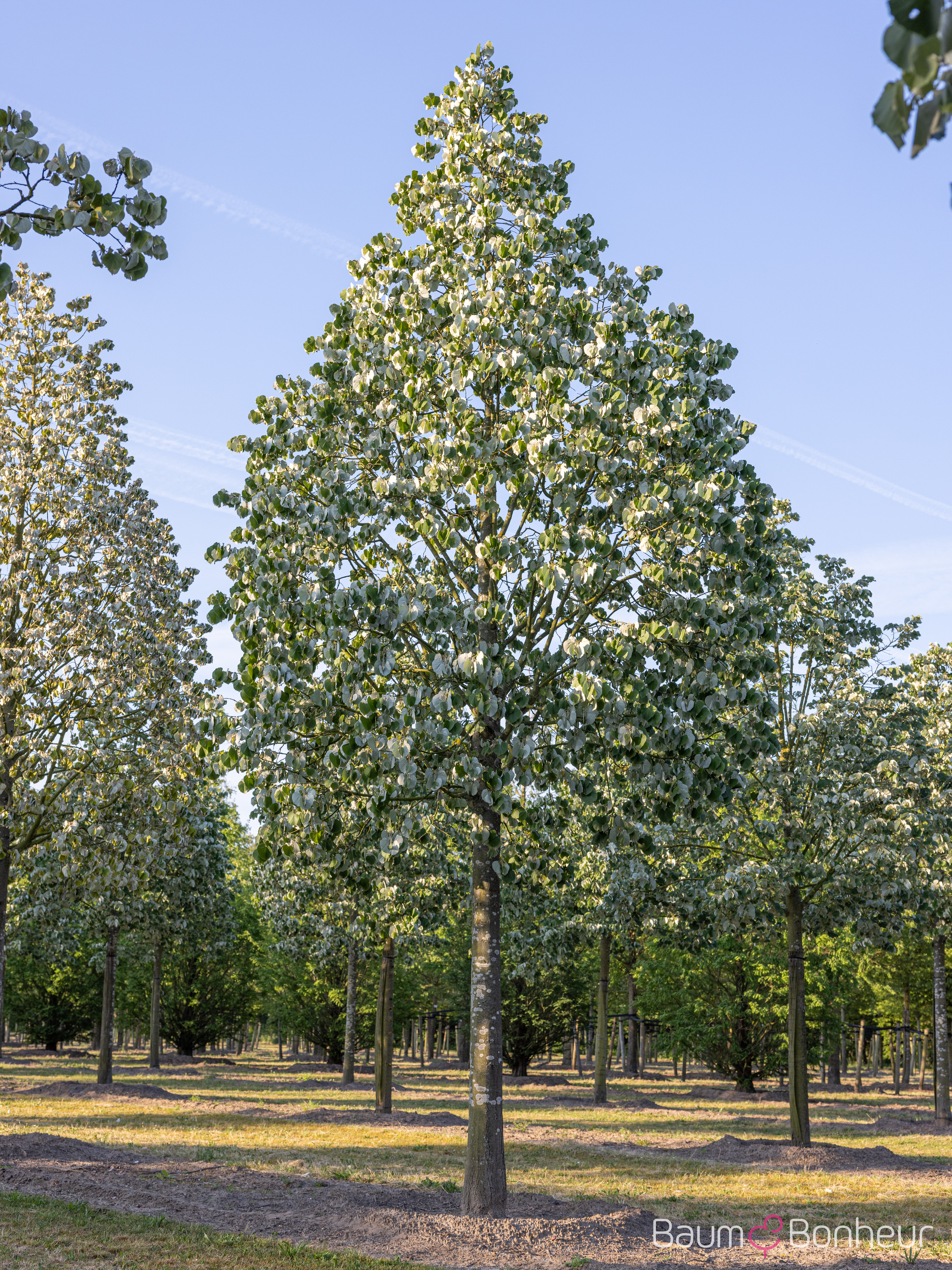 Tilia tomentosa 'Brabant'