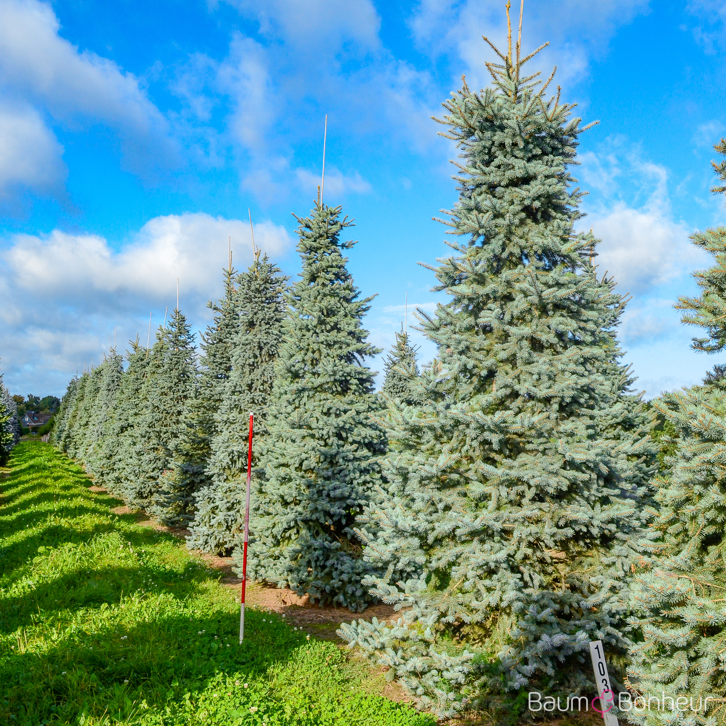 Picea pungens 'Glauca'