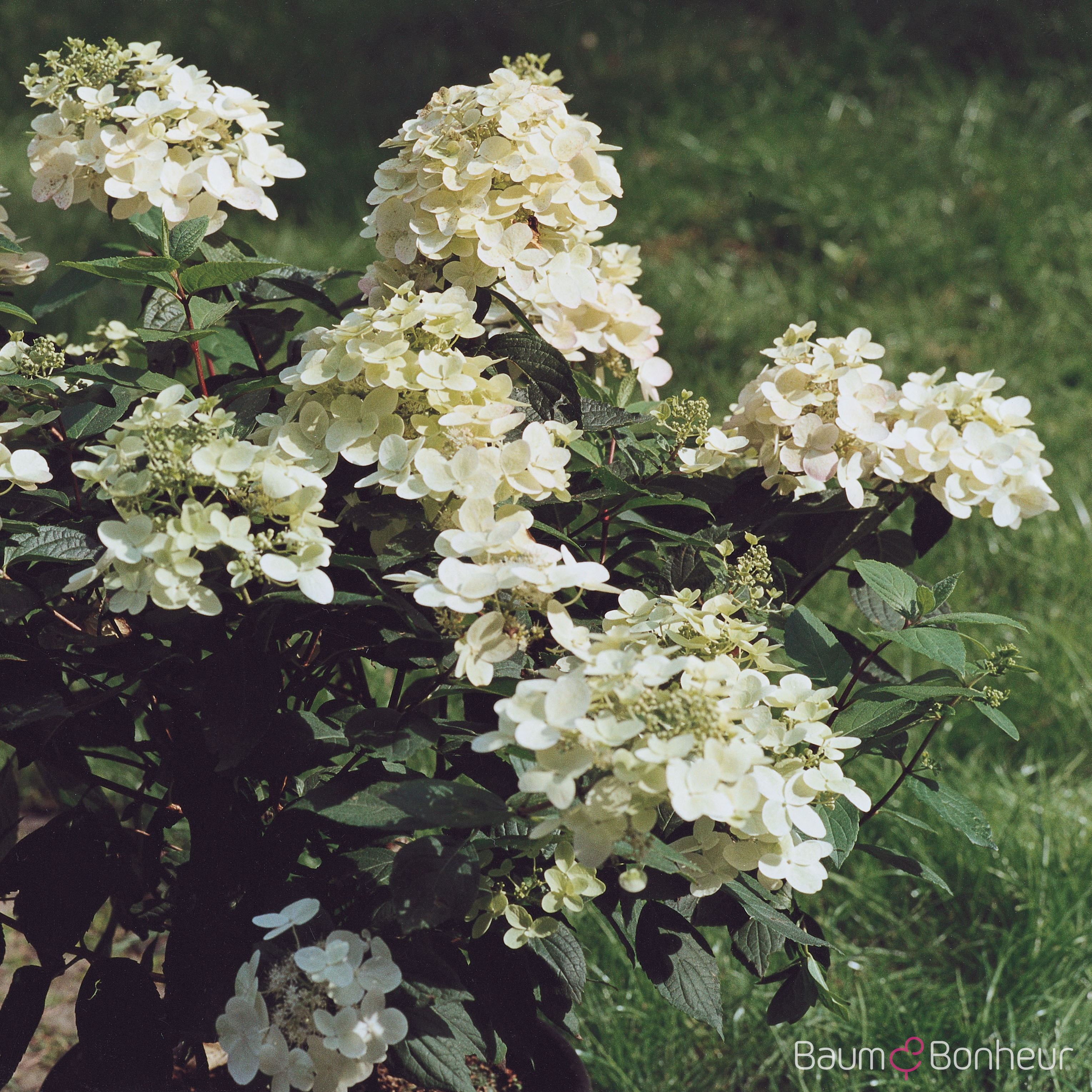 Hydrangea paniculata 'Kyushu'