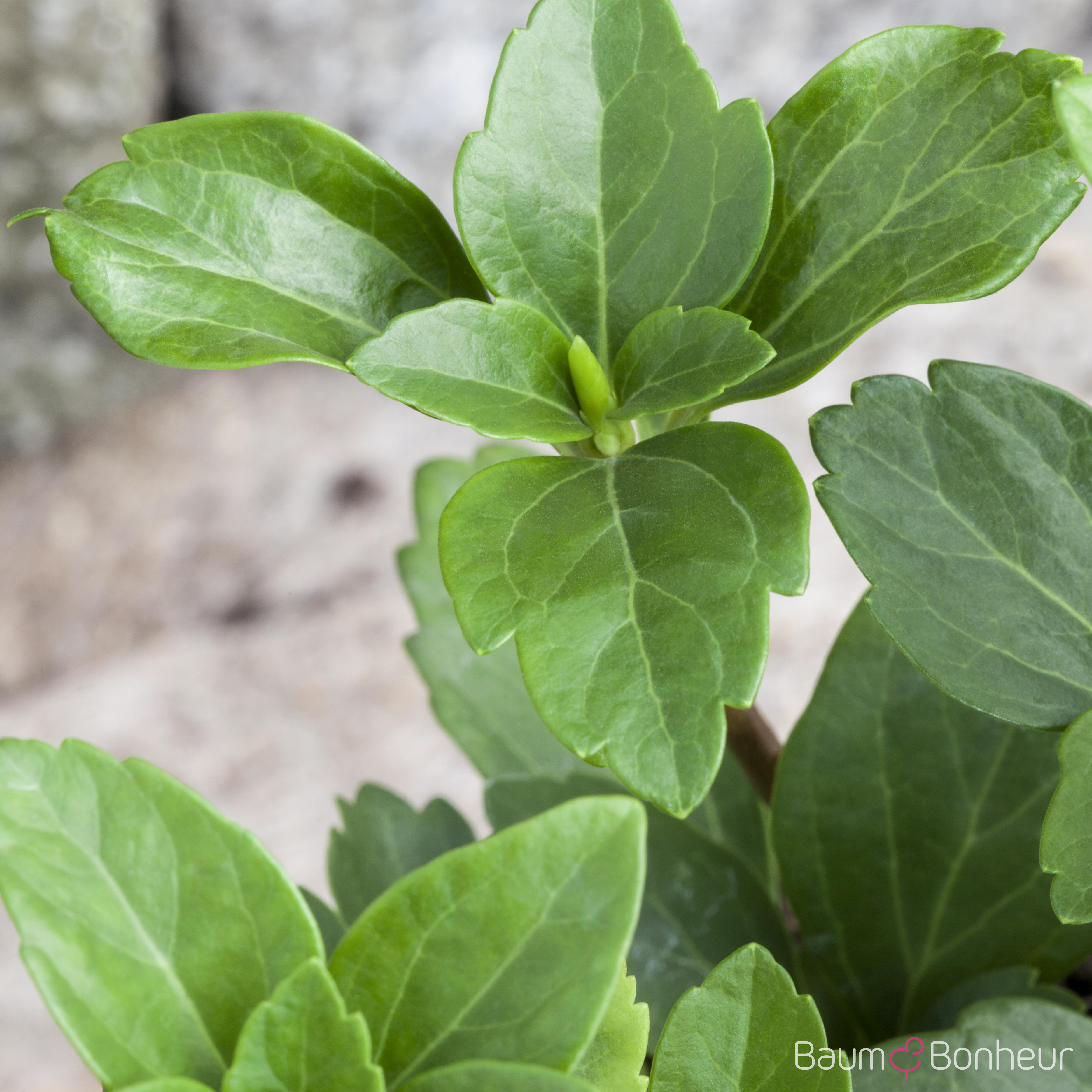 Pachysandra terminalis