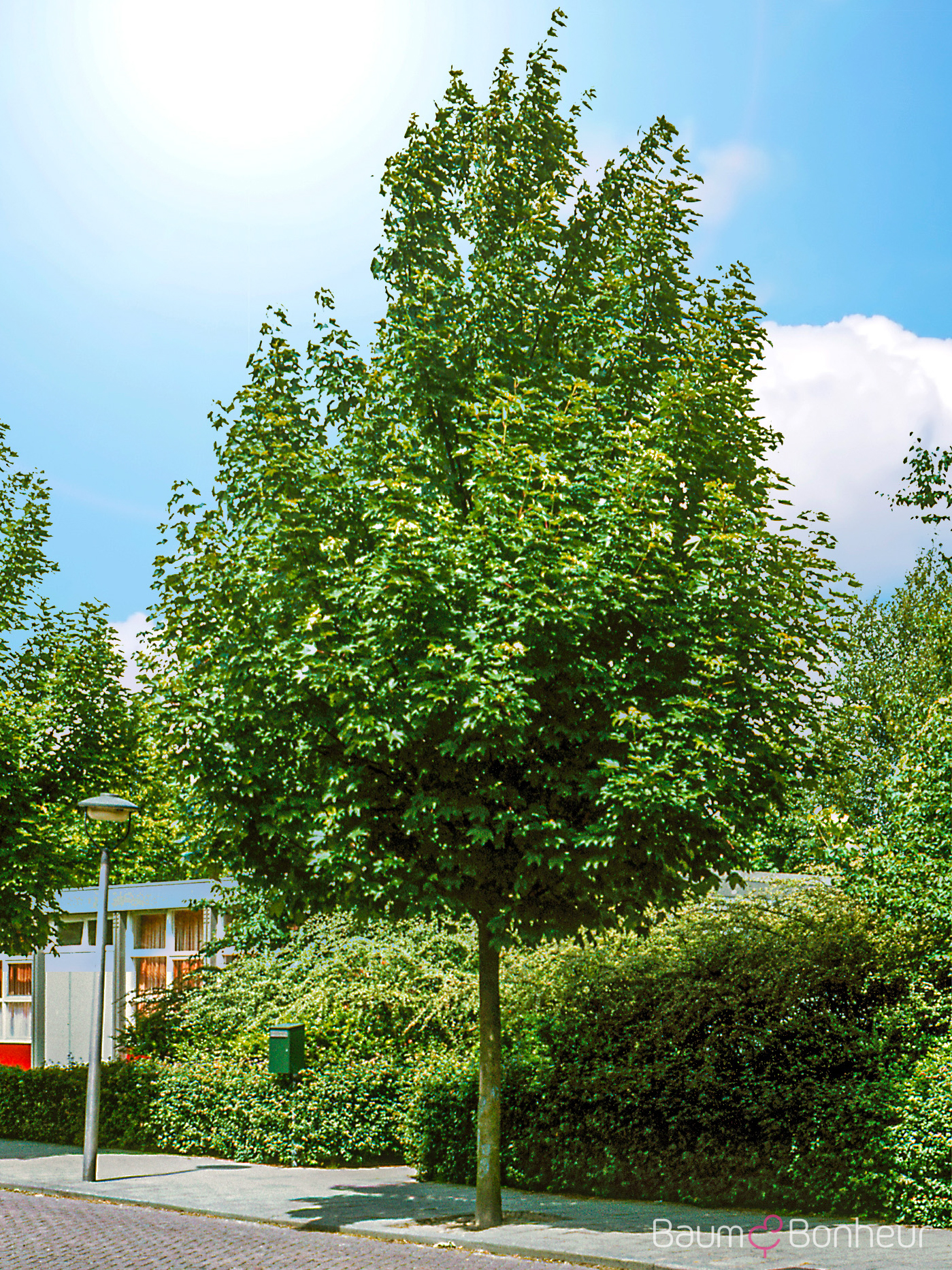 Acer pseudoplatanus 'Erectum'
