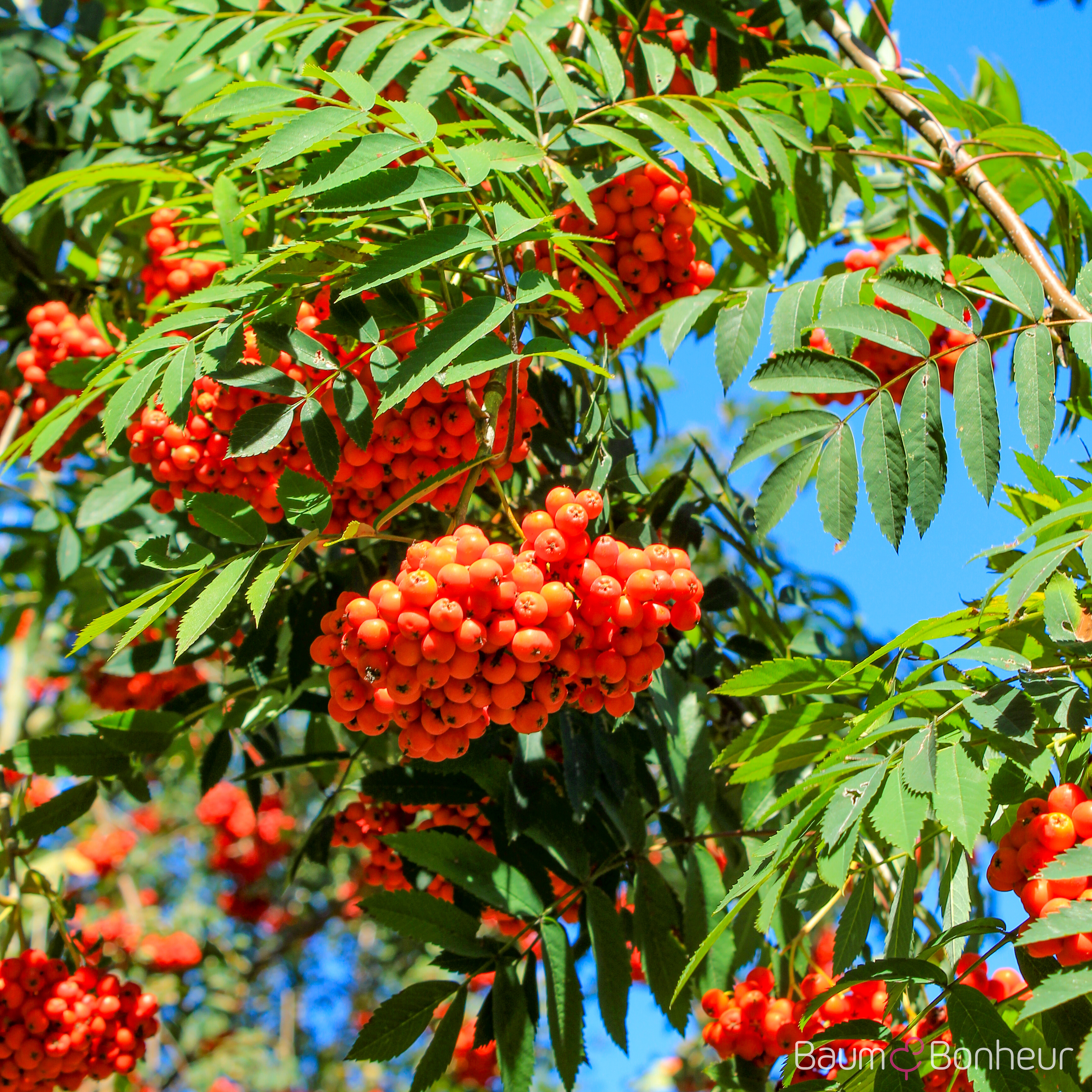 Sorbus aucuparia 'Edulis'