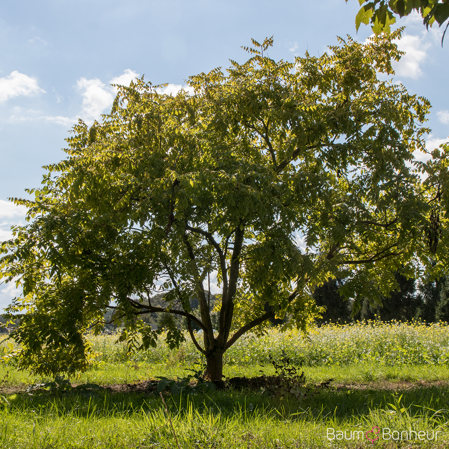 Koelreuteria paniculata 'Coral Sun'
