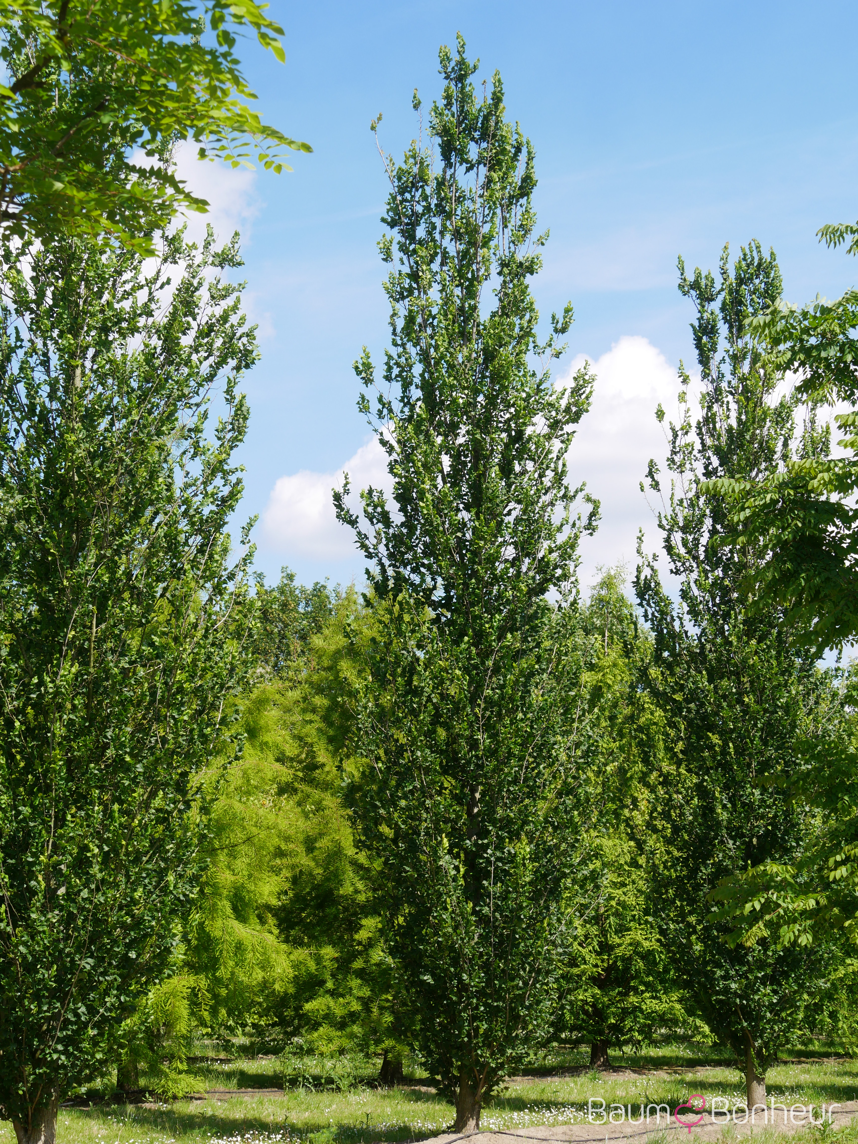 Ulmus 'Columella' -S-