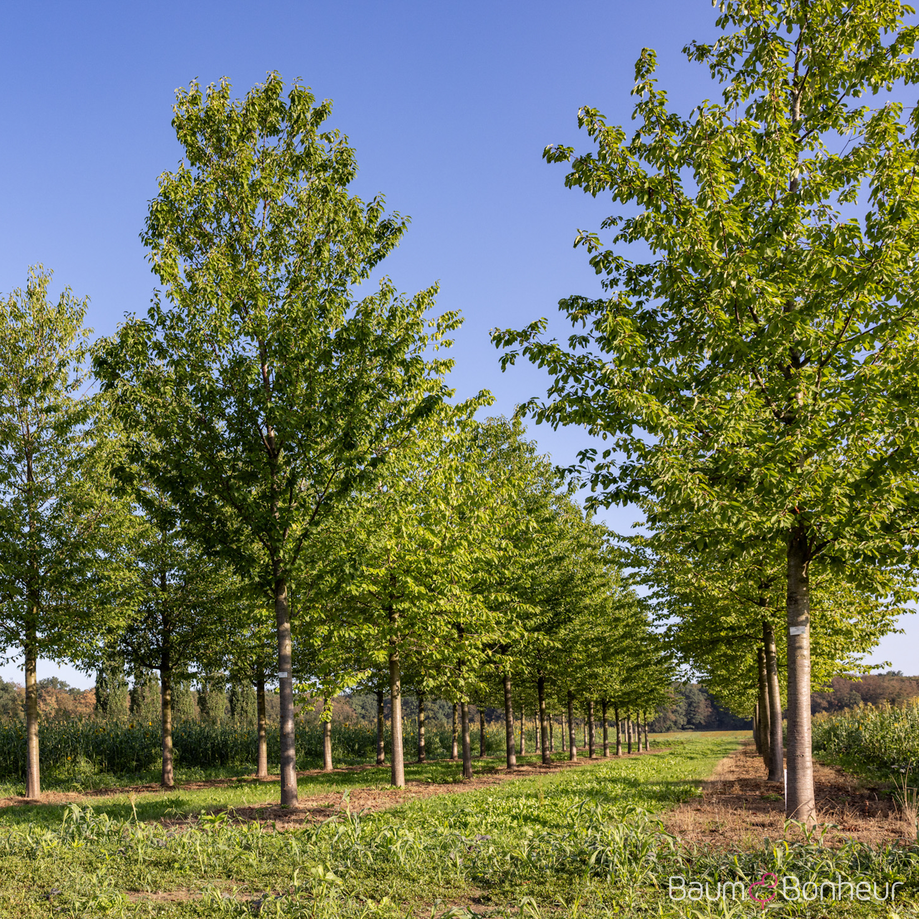 Prunus avium