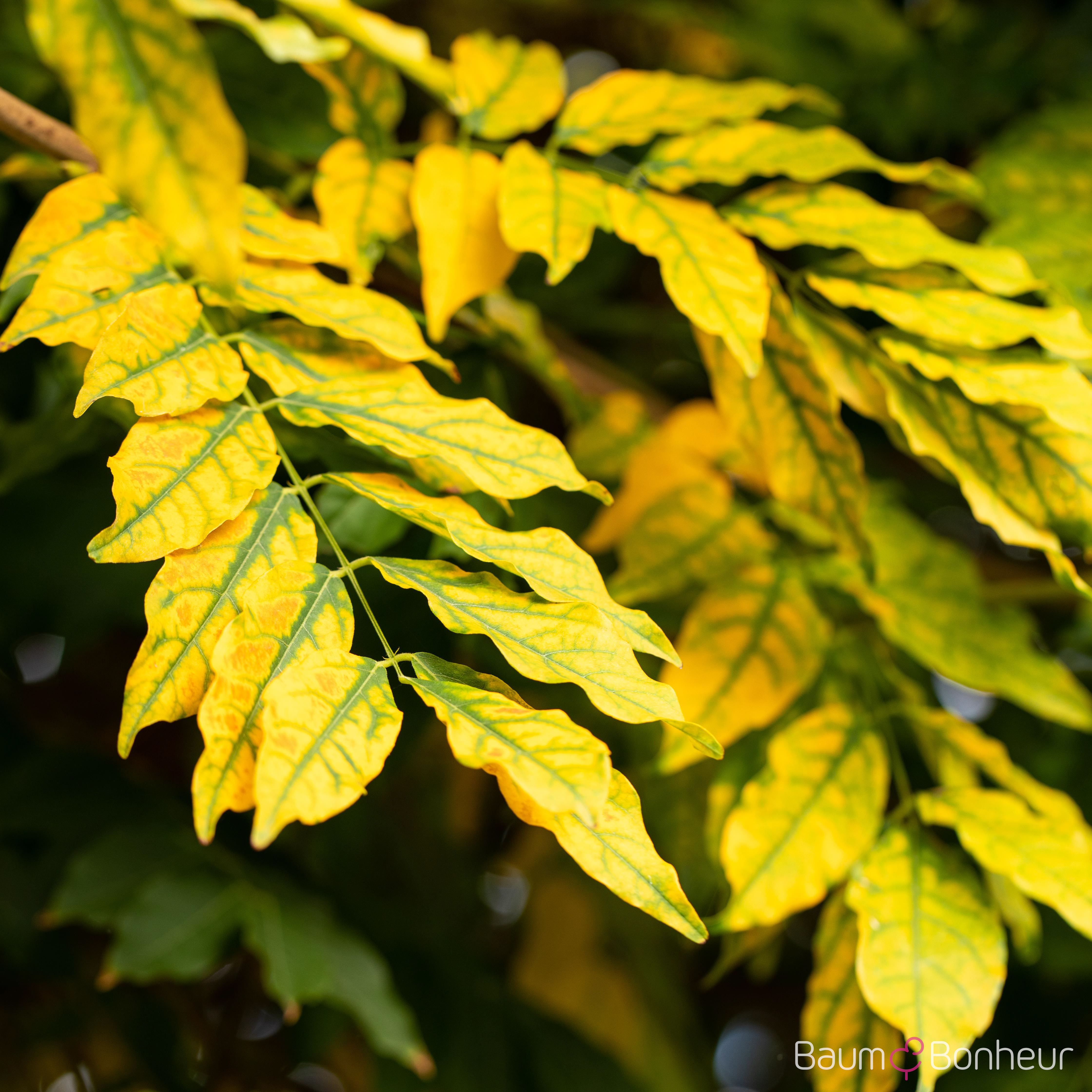 Fraxinus excelsior