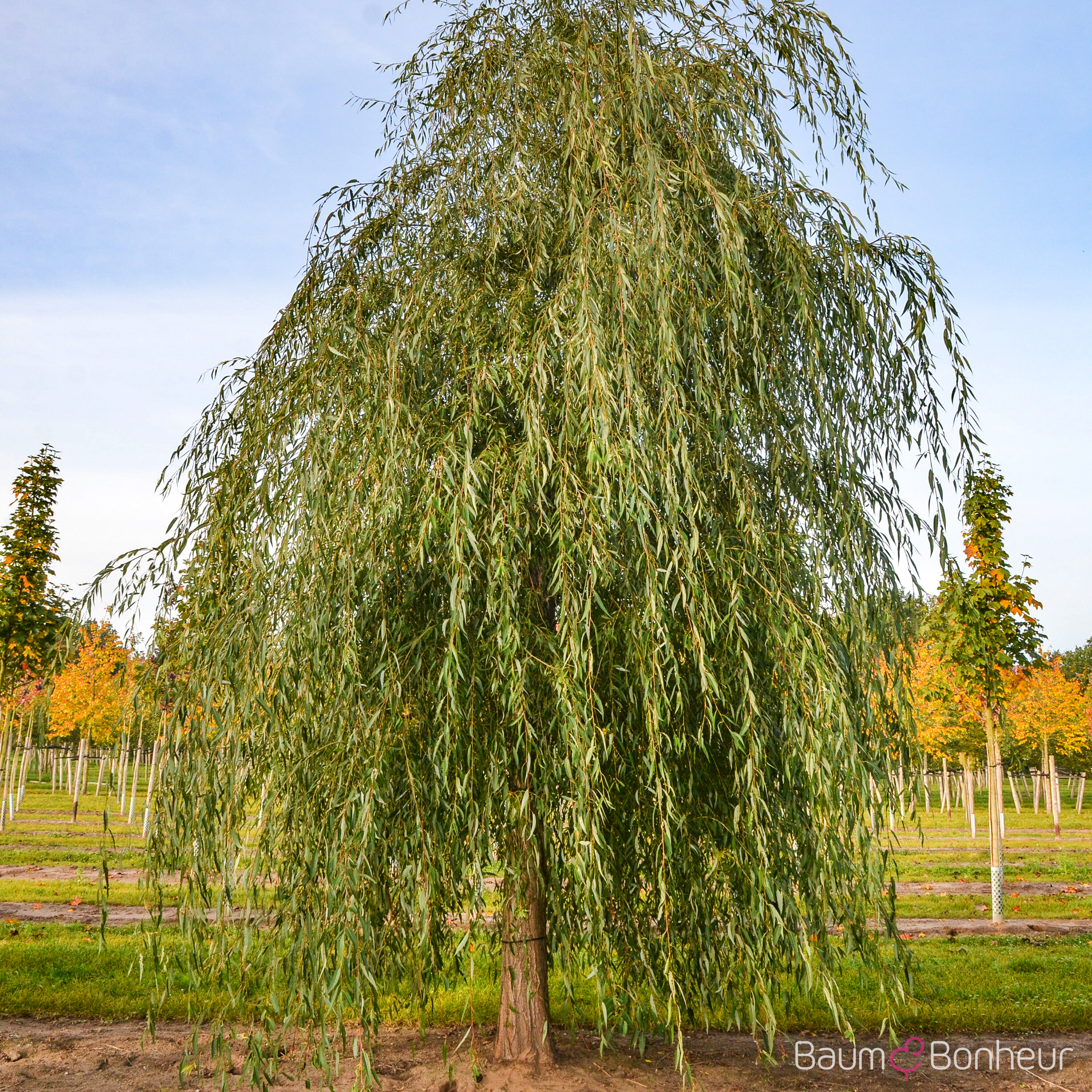 Salix babylonica