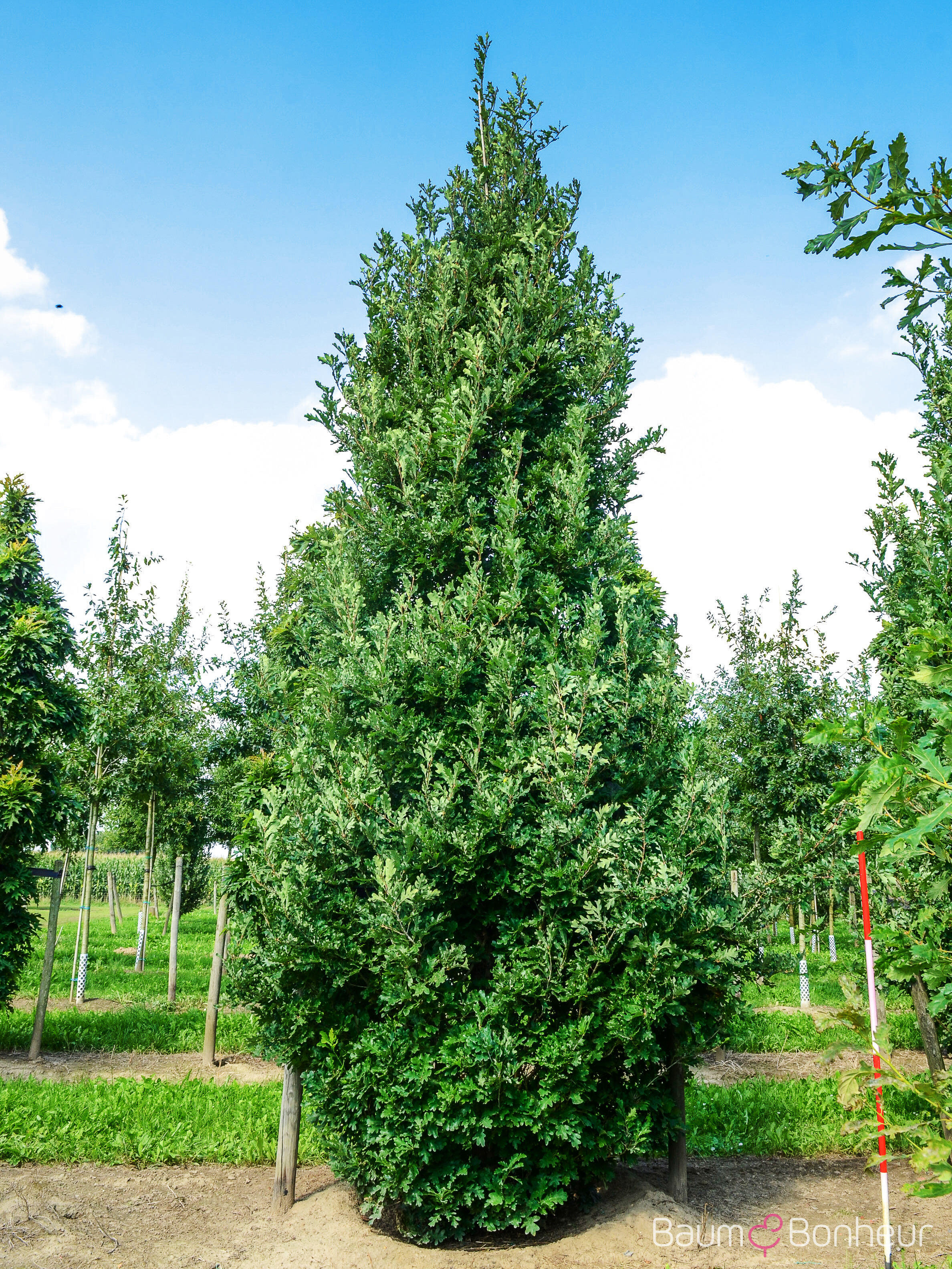 Quercus bicolor 'Crimson Spire'